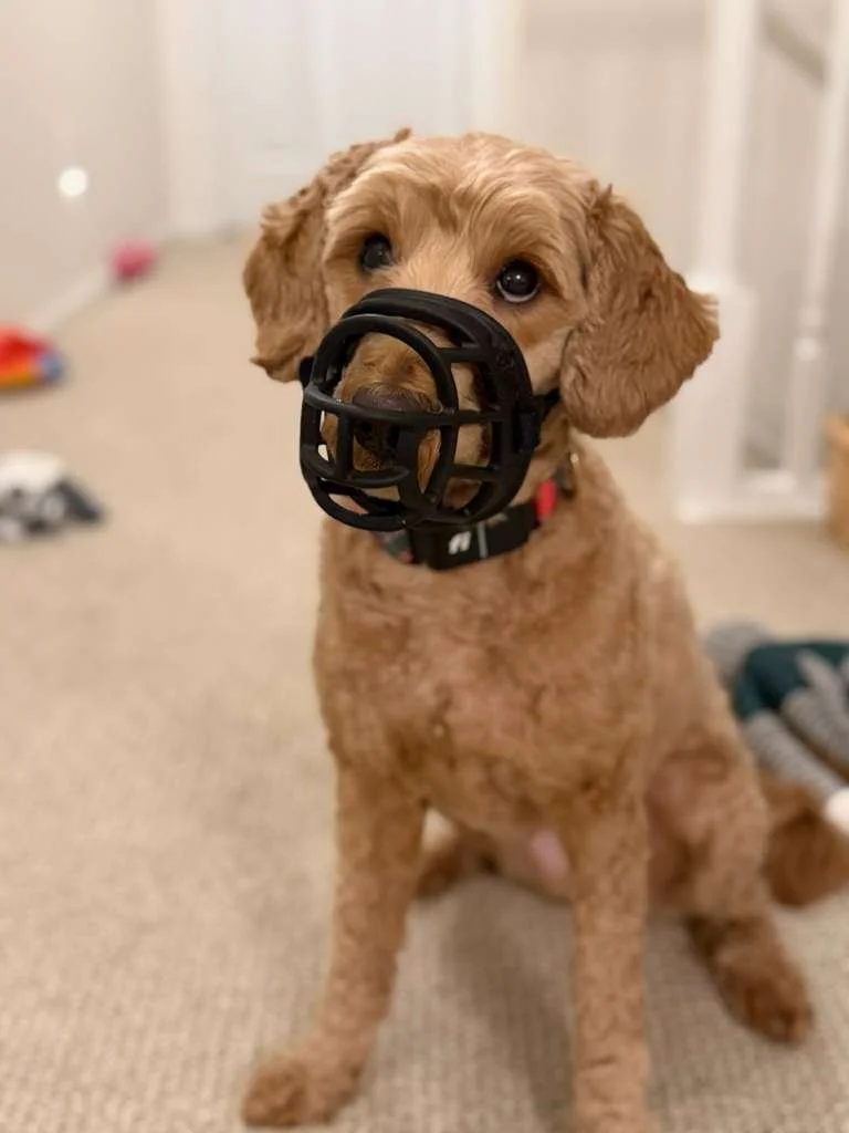 baskerville basket muzzle