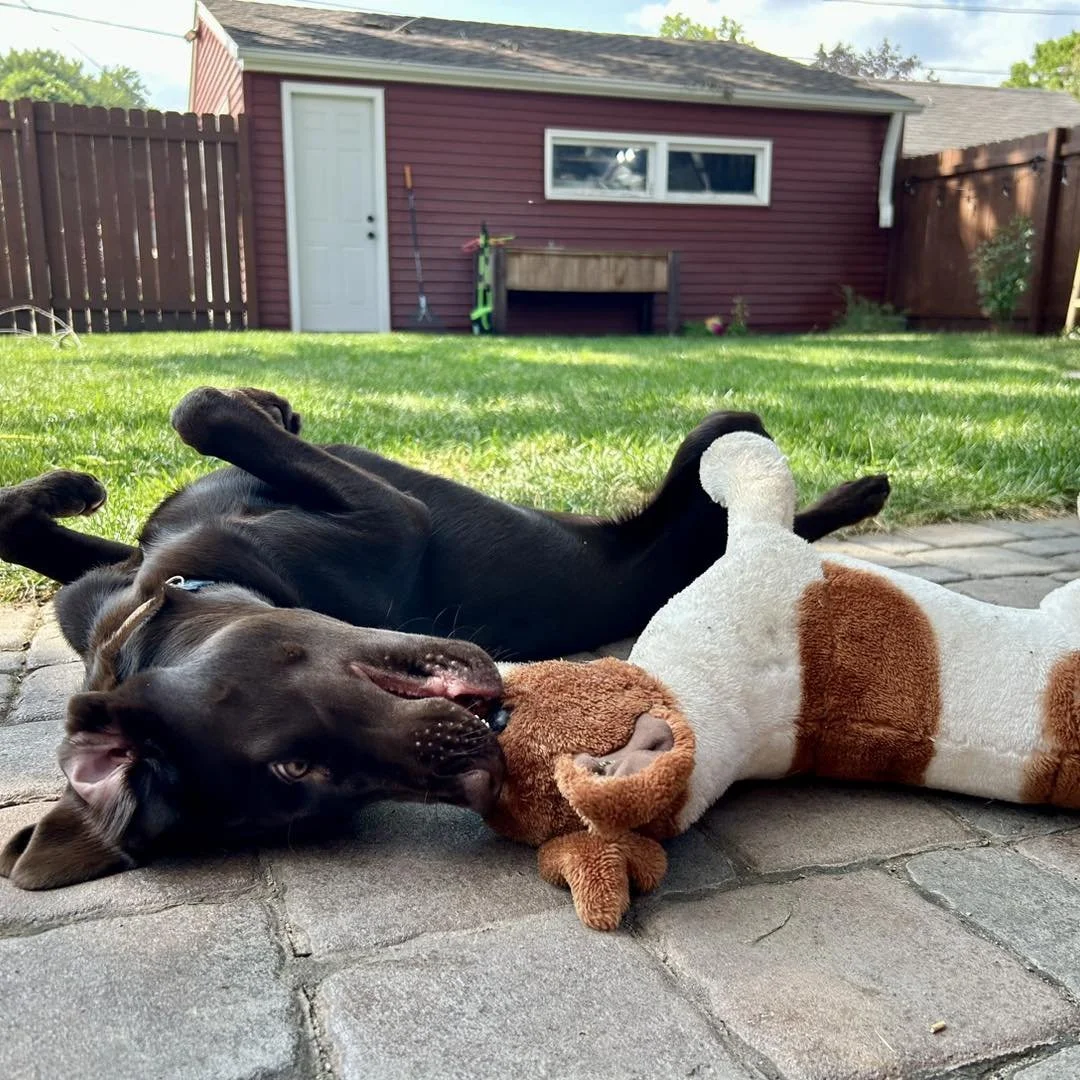 leaps and hounds care puppy program.jpg