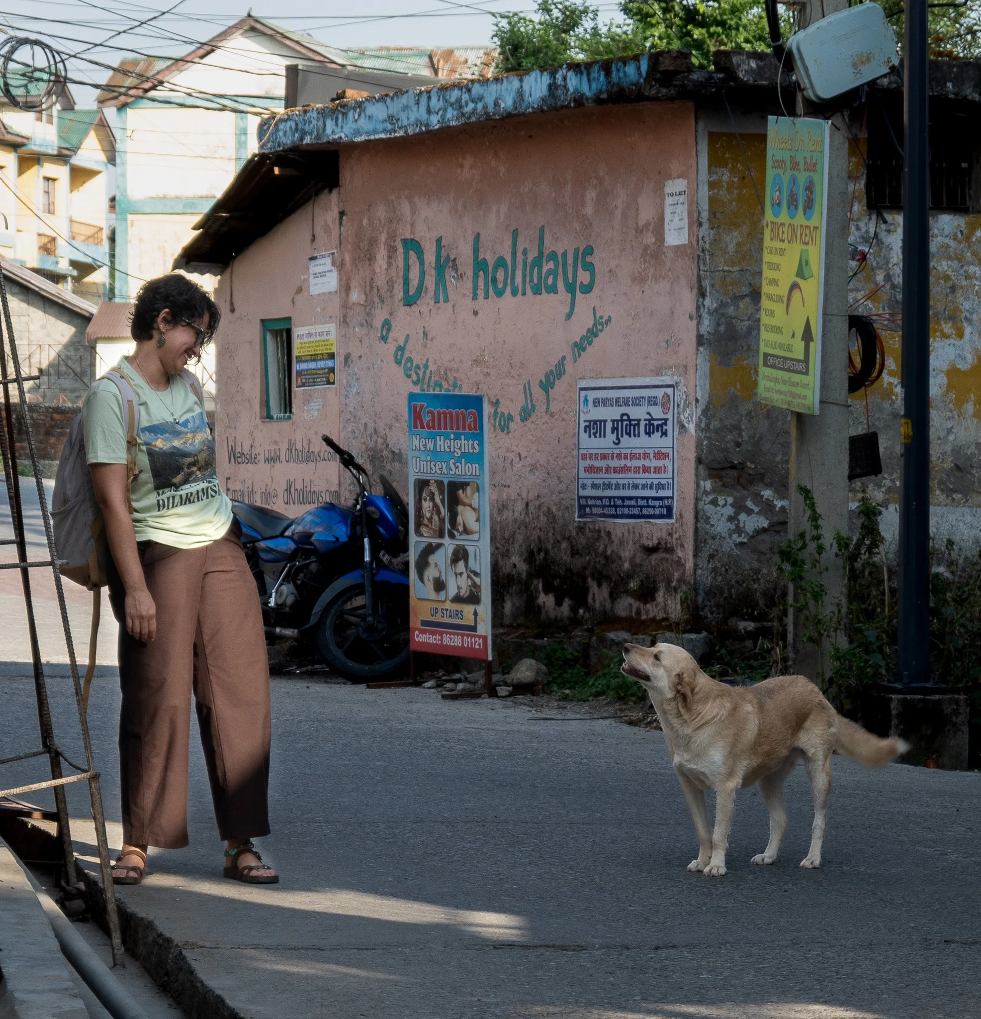 India Mountain Dogs.JPG