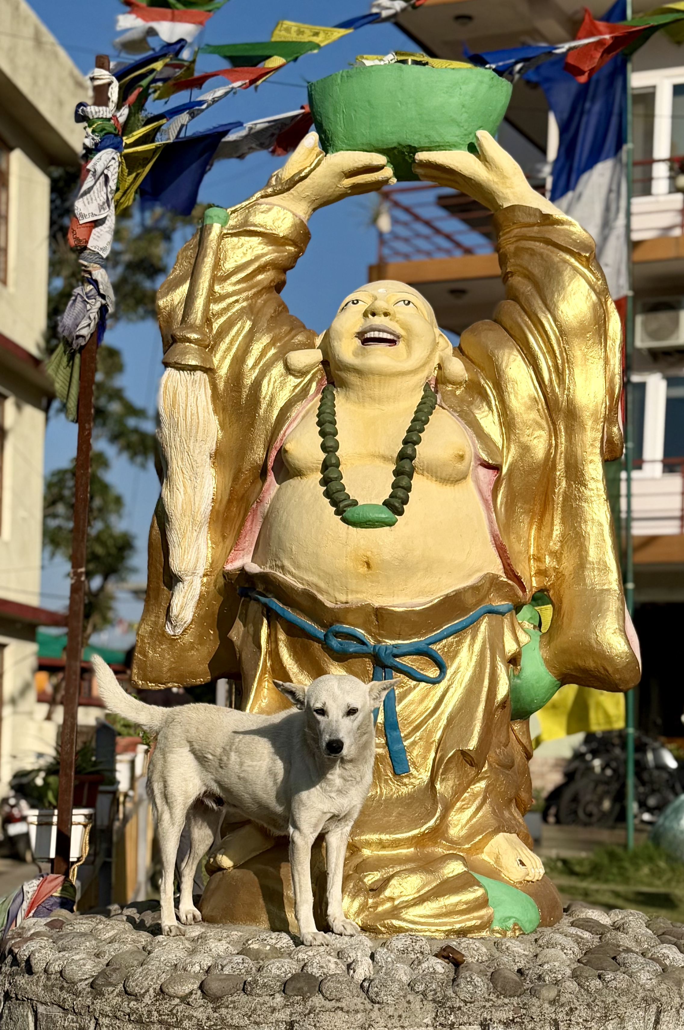 Budha House Dog India Mountain Dog Tour.png