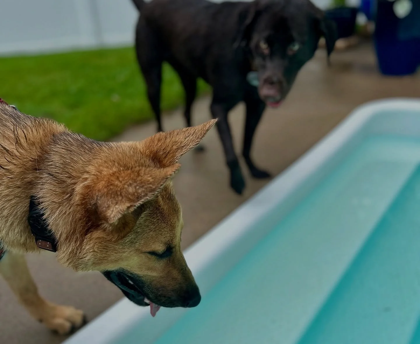 leaps and hounds behavior puppies.jpg