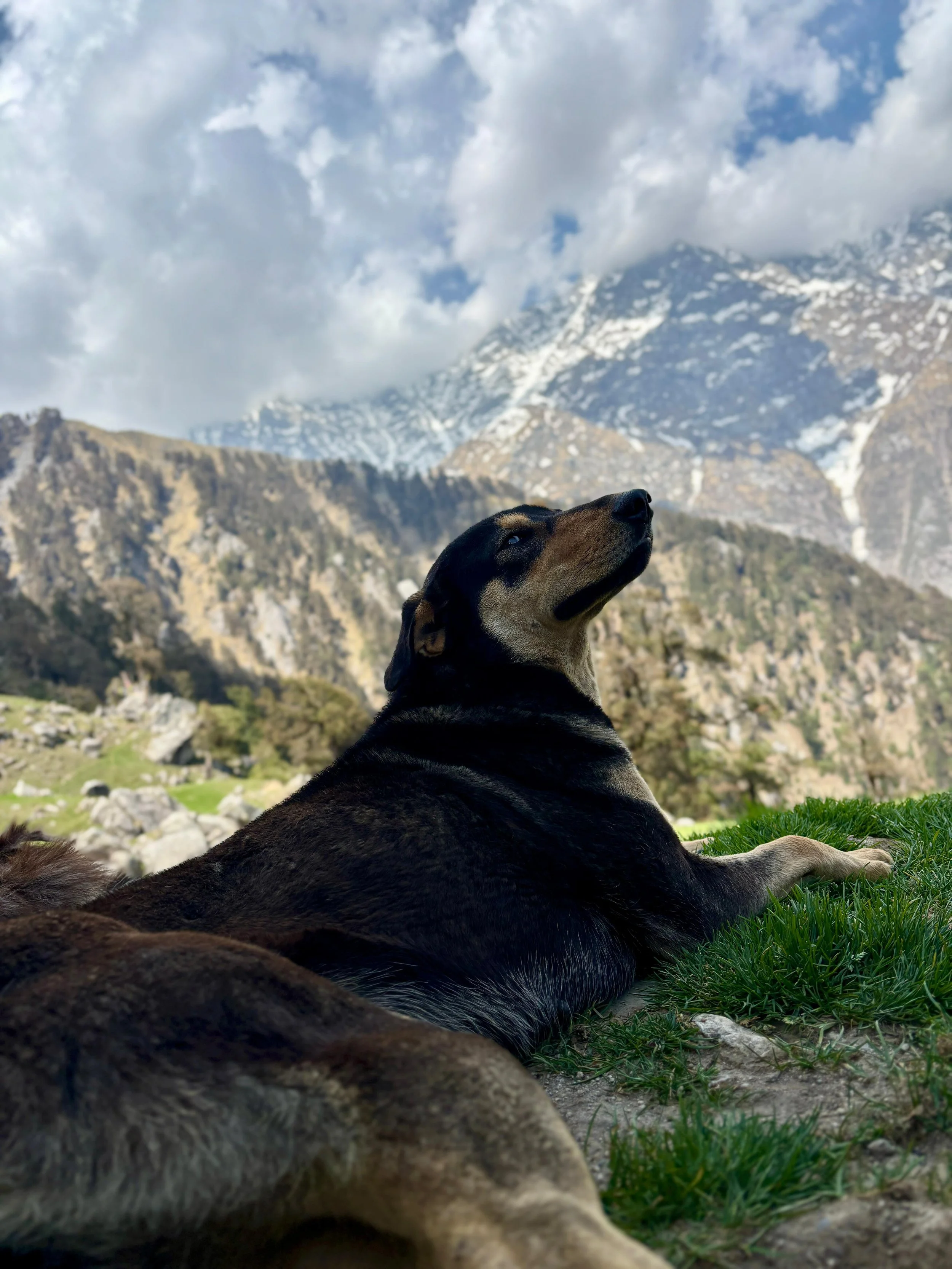 Triund Ridge Himalayan Mountain Dog.JPEG