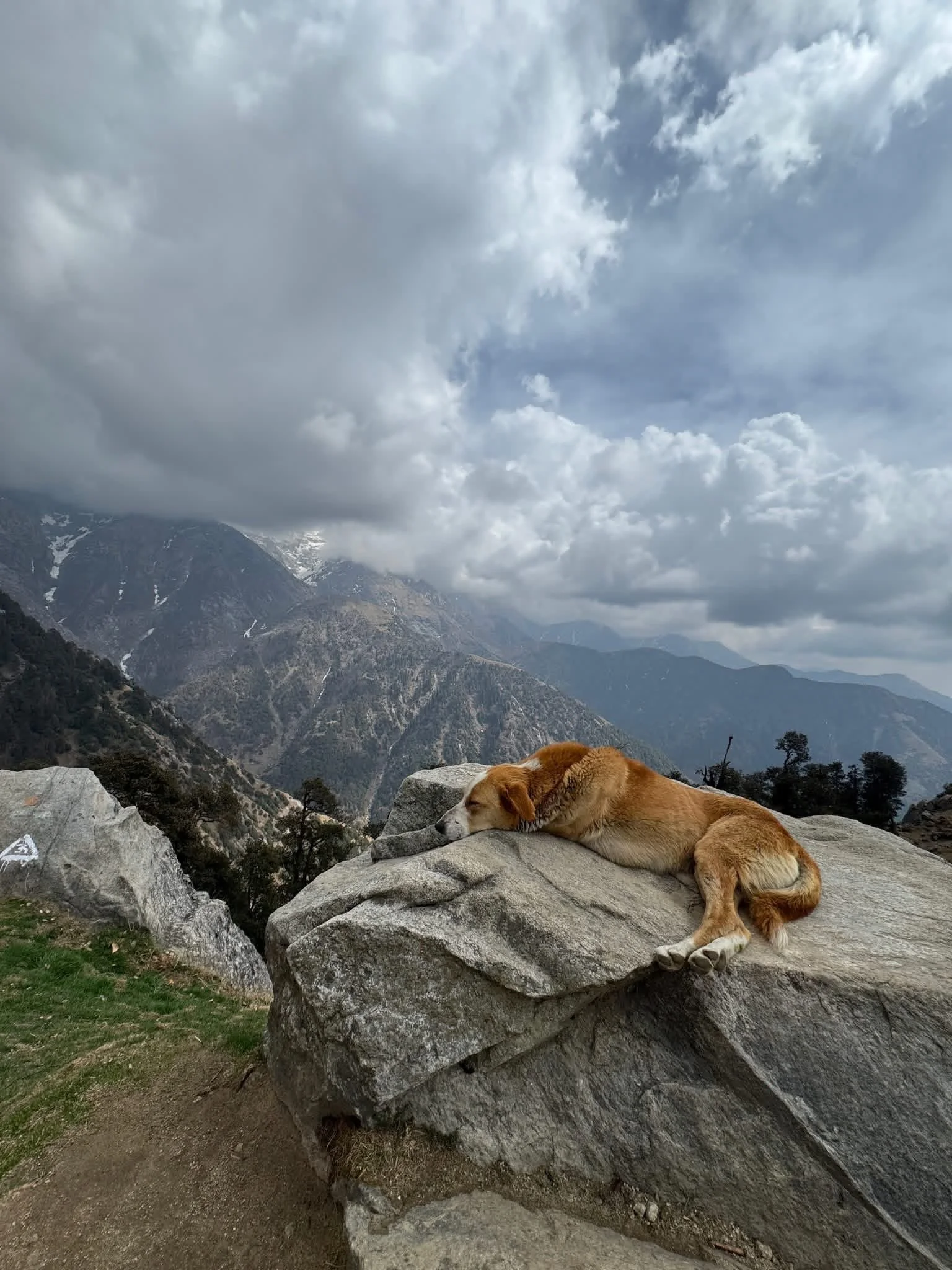India Mountain Dog Tour.JPG