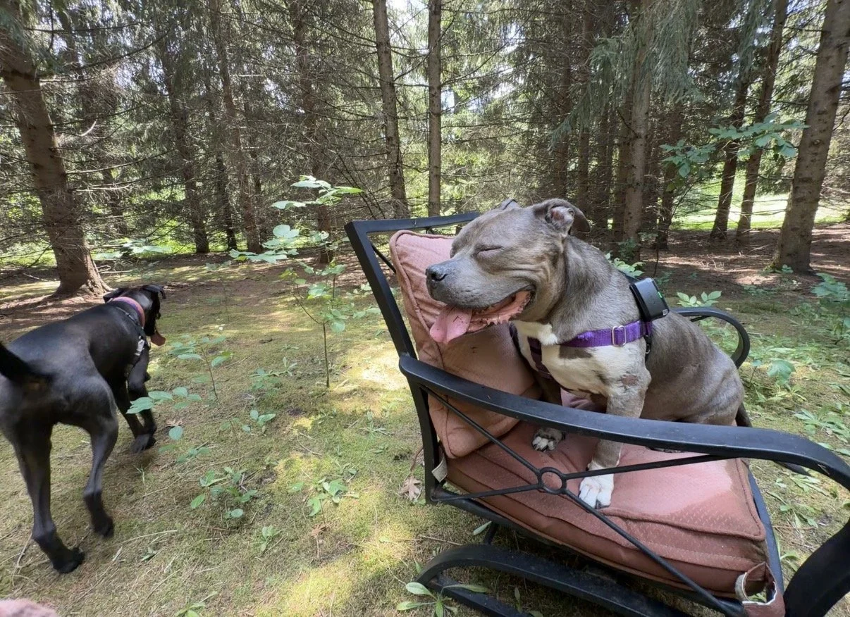 adventure dog program