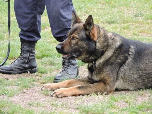 K9 Buddy of the Palmer Massachusetts Police Department