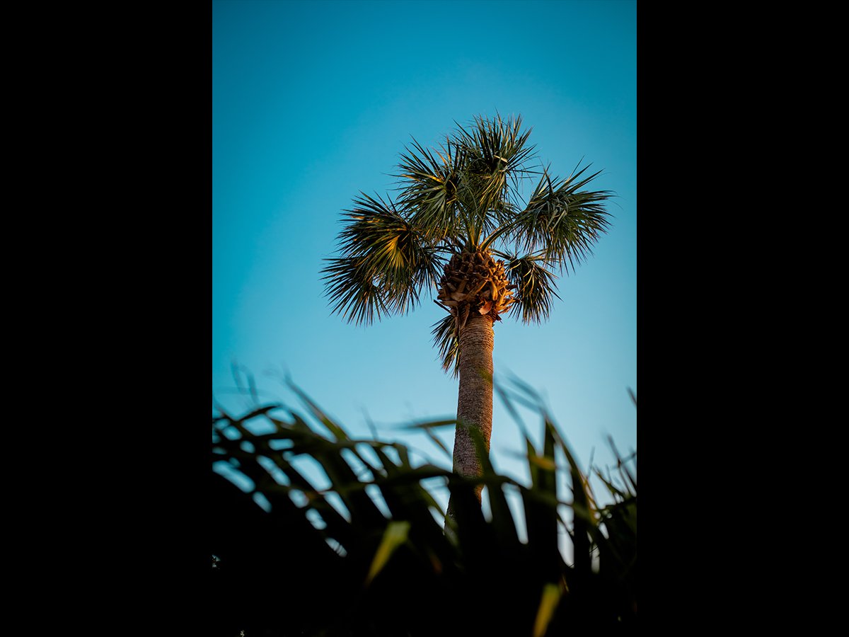 Tropical Breeze