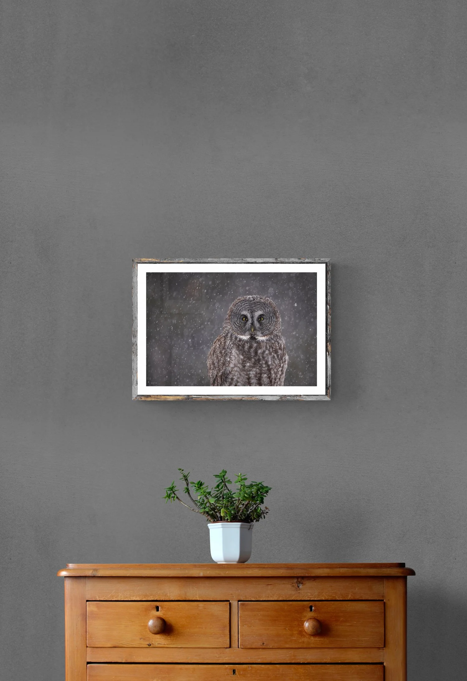 plant-on-wooden-drawers.jpg