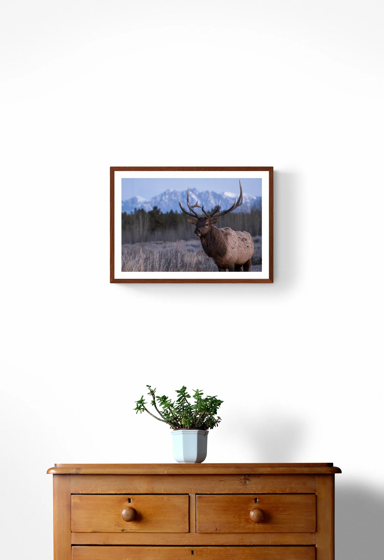 plant-on-wooden-drawers copy 3.jpg