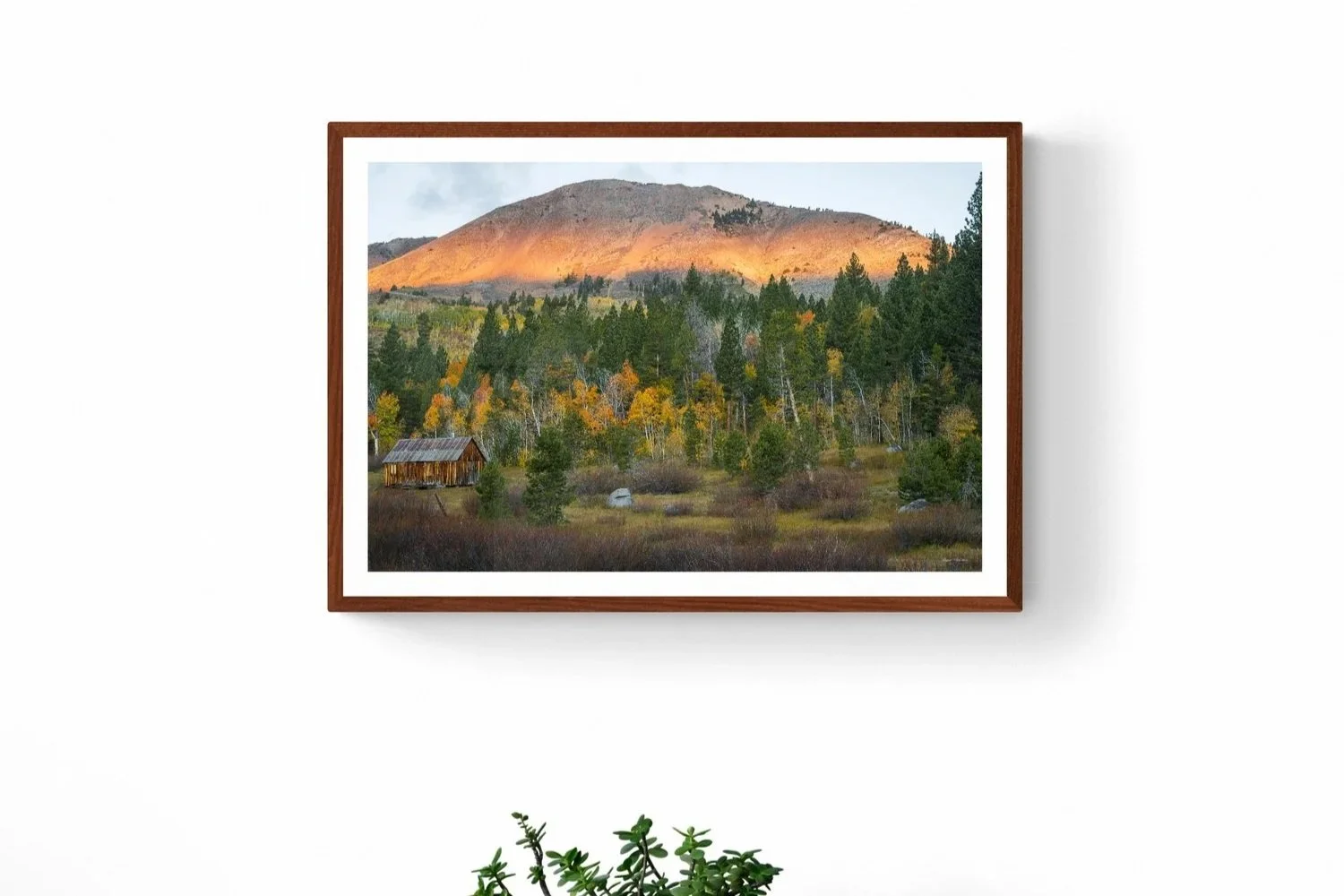 plant-on-wooden-drawers+copy+2.jpg