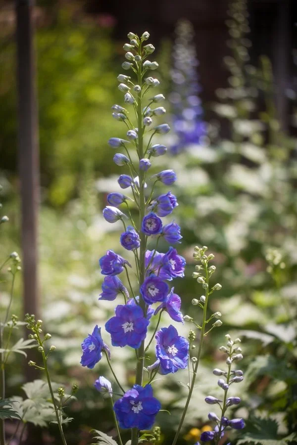 Delphinium