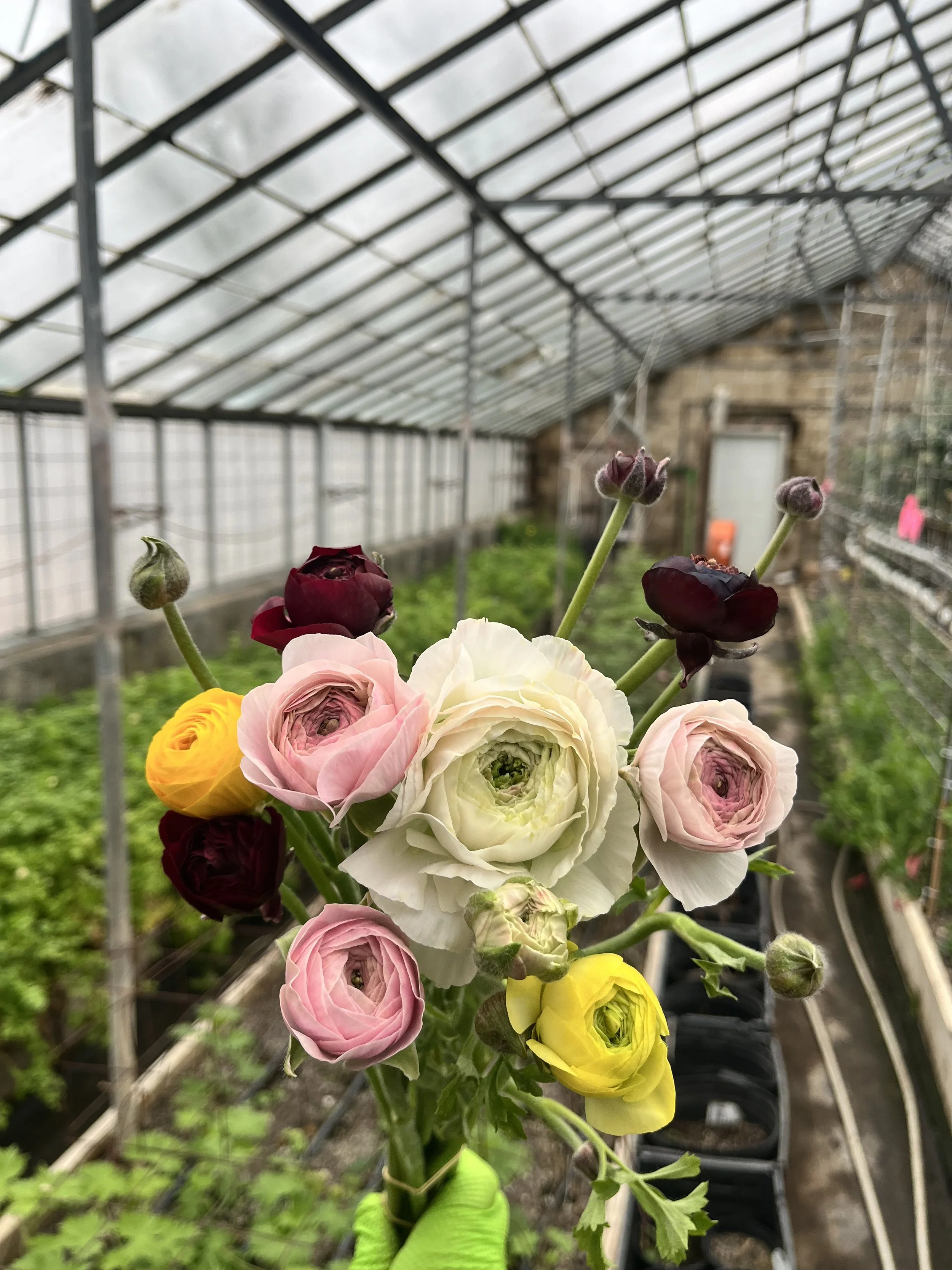 Ranunculus Bundle