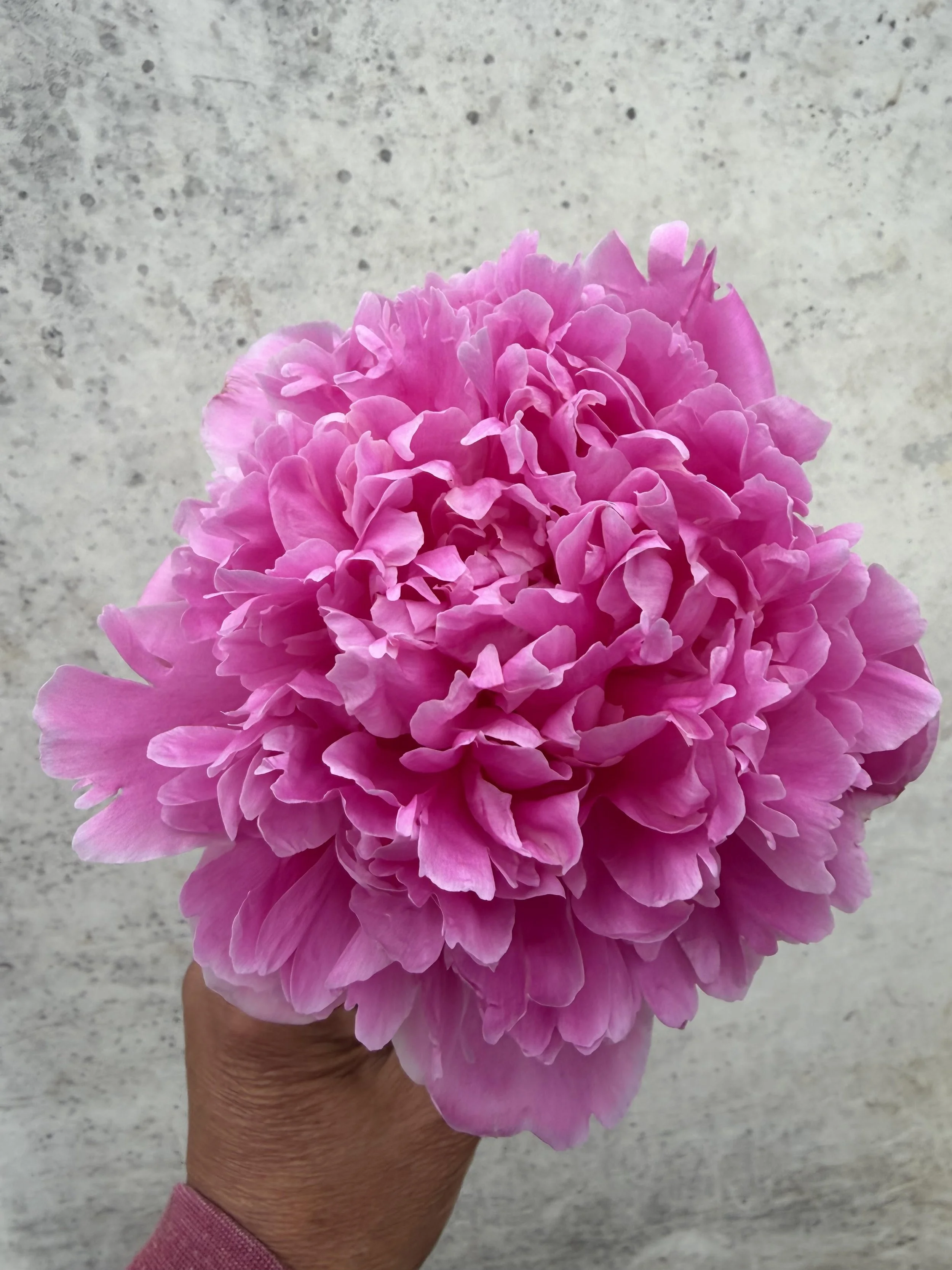 peony.jpg