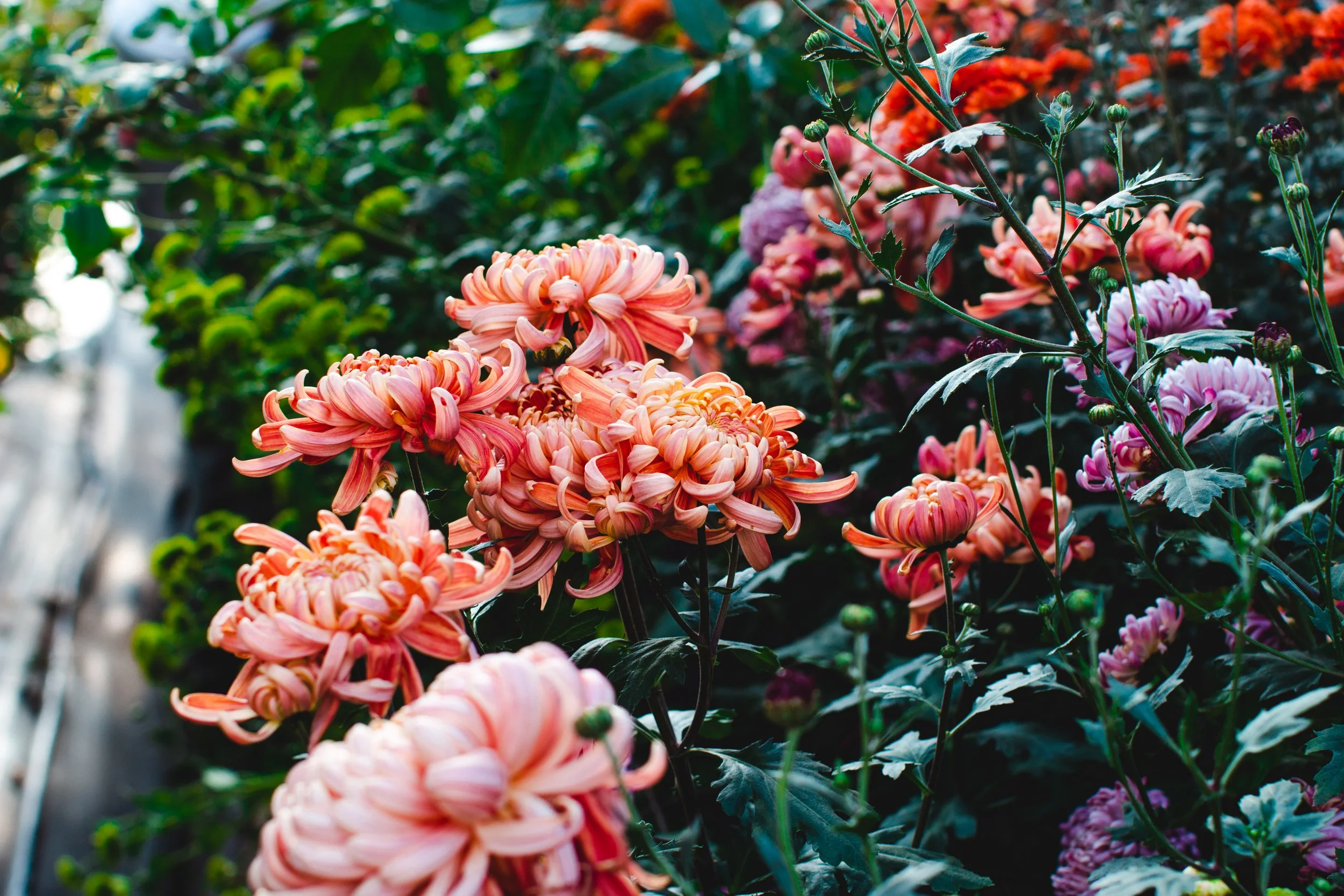 Chrysanthemums