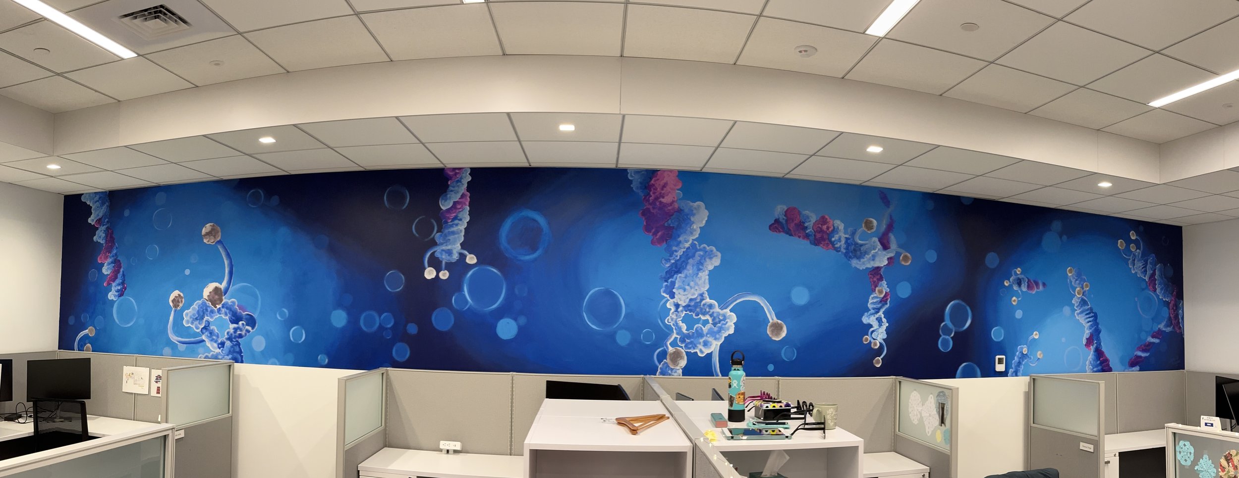Two mural walls in a biotech office - Lexington MA