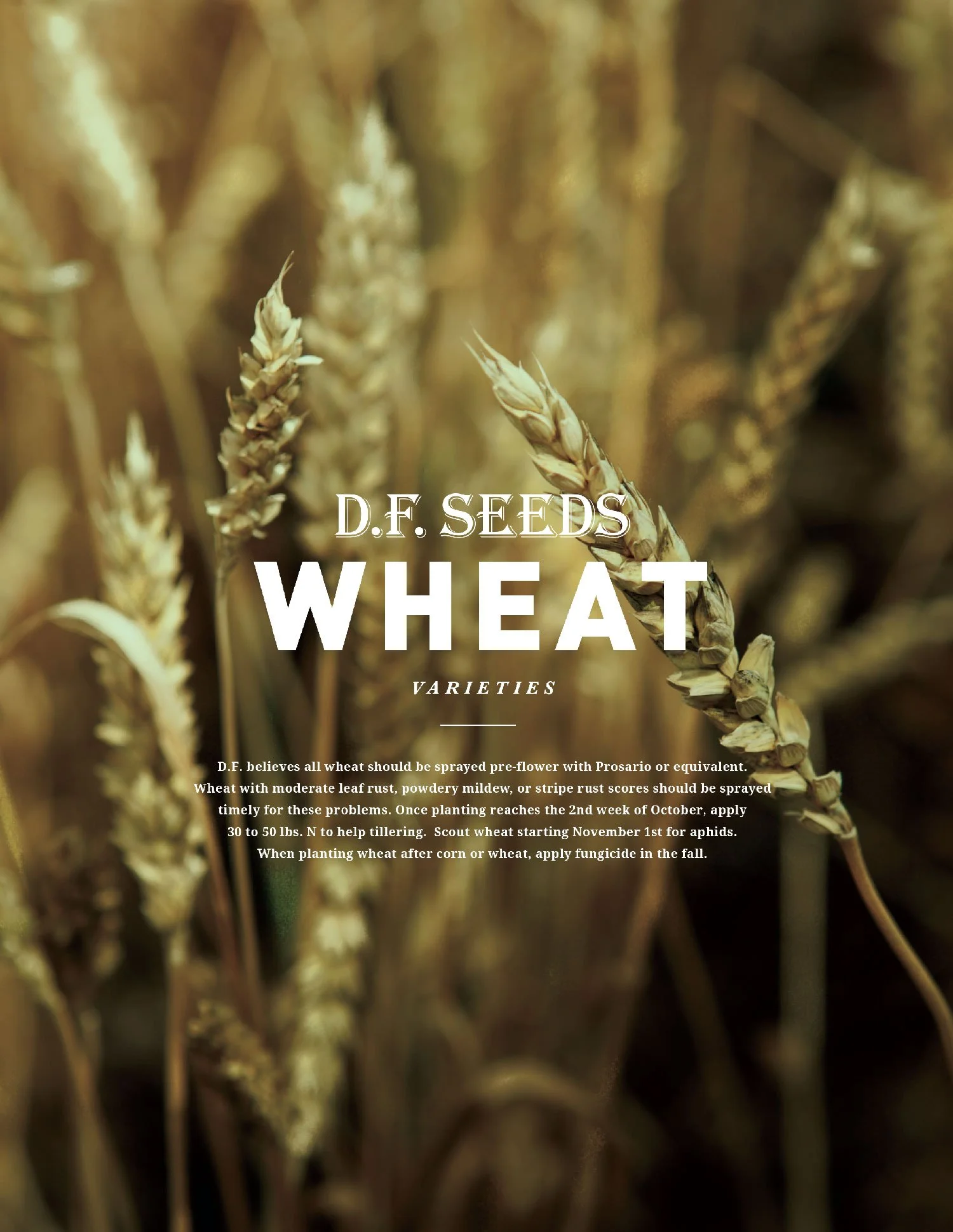 Wheat.jpg