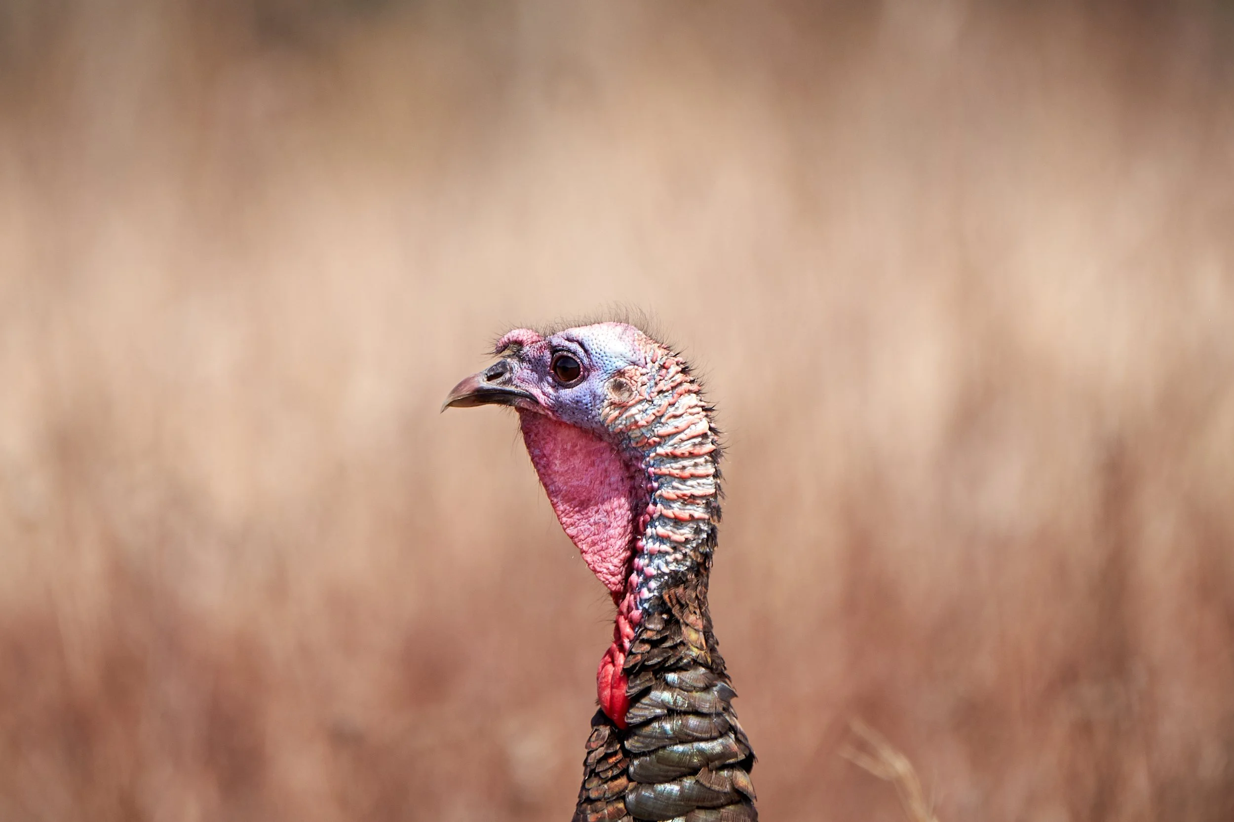 2018SpringTurkey_526 4.jpg