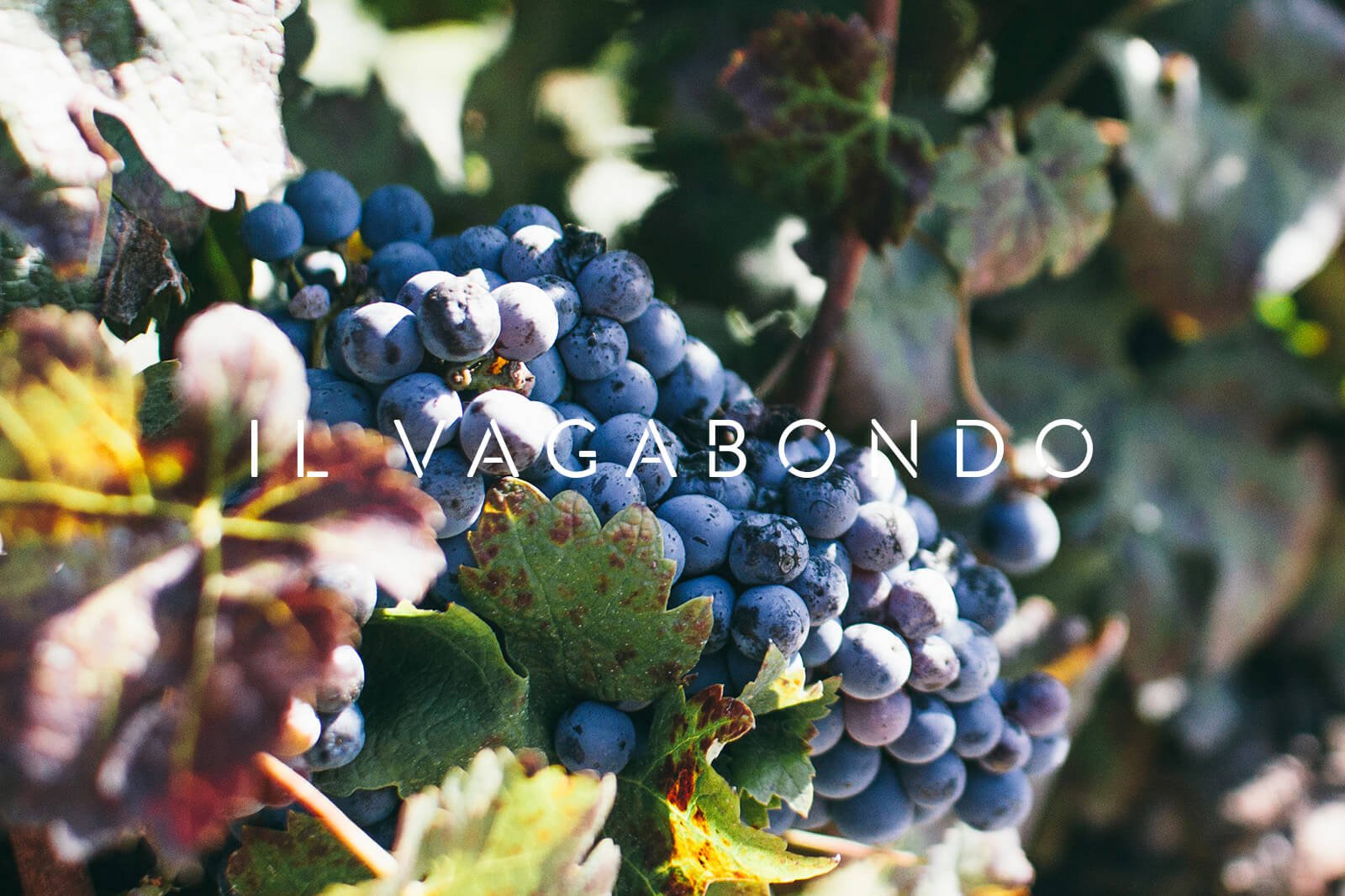 Il Vagabondo wordmark over grapes on a vine