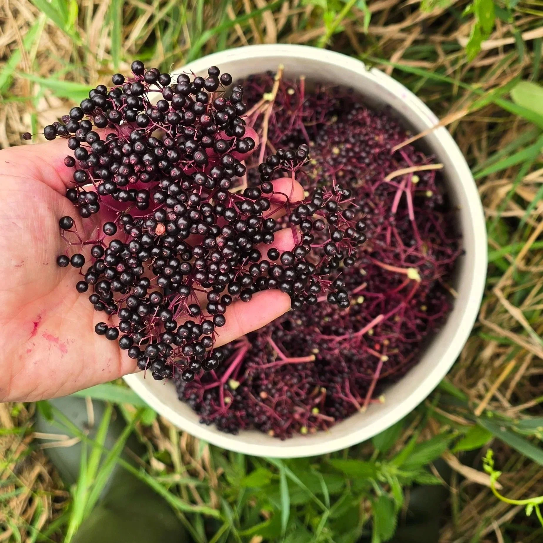 The Cult of Crunch: Breaking Down the Good, the Bad, and the Biblical (or not) of Natural LivinG Part 10: Herbal Medicine