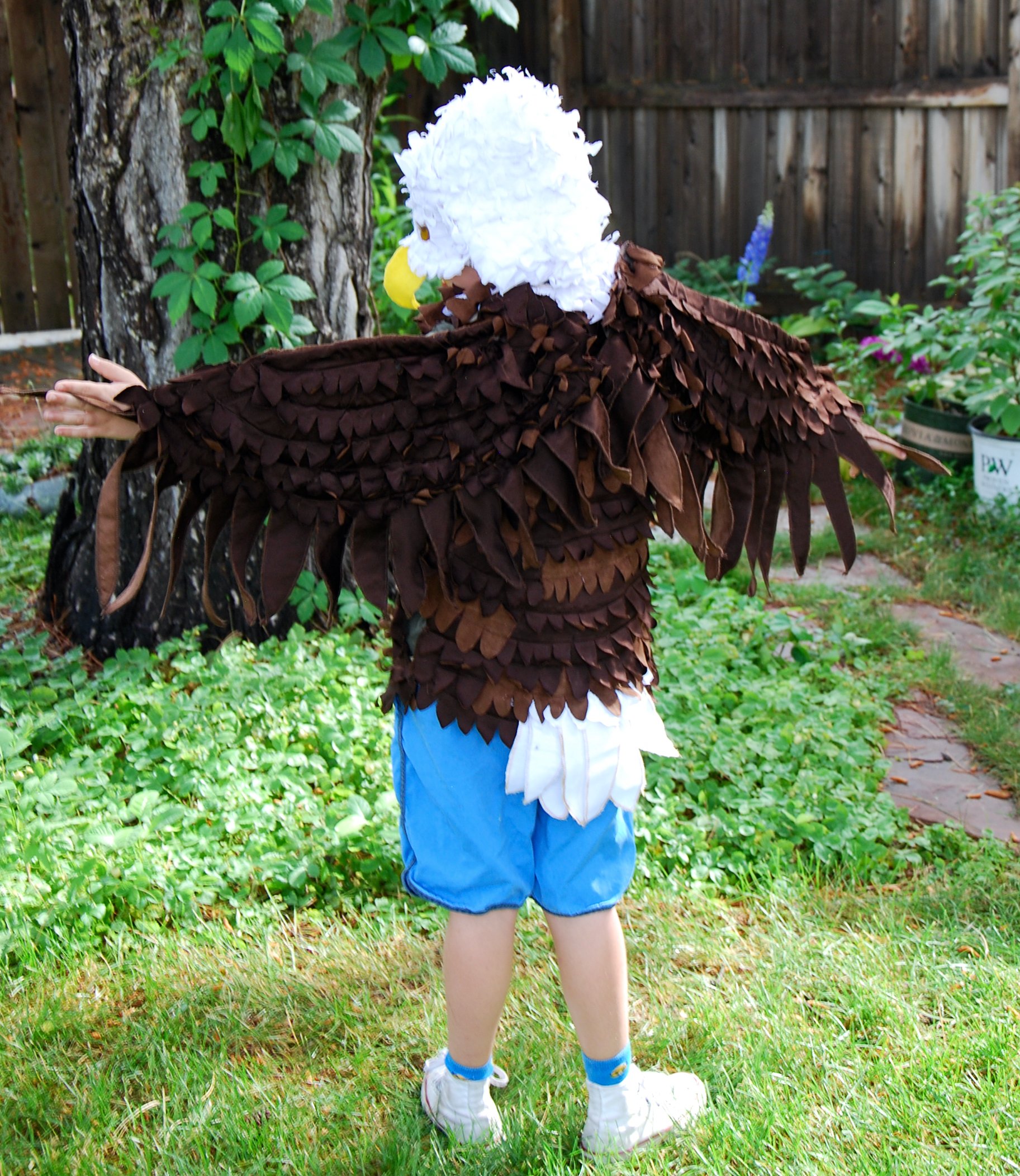 Bald Eagle (Longmont Museum)