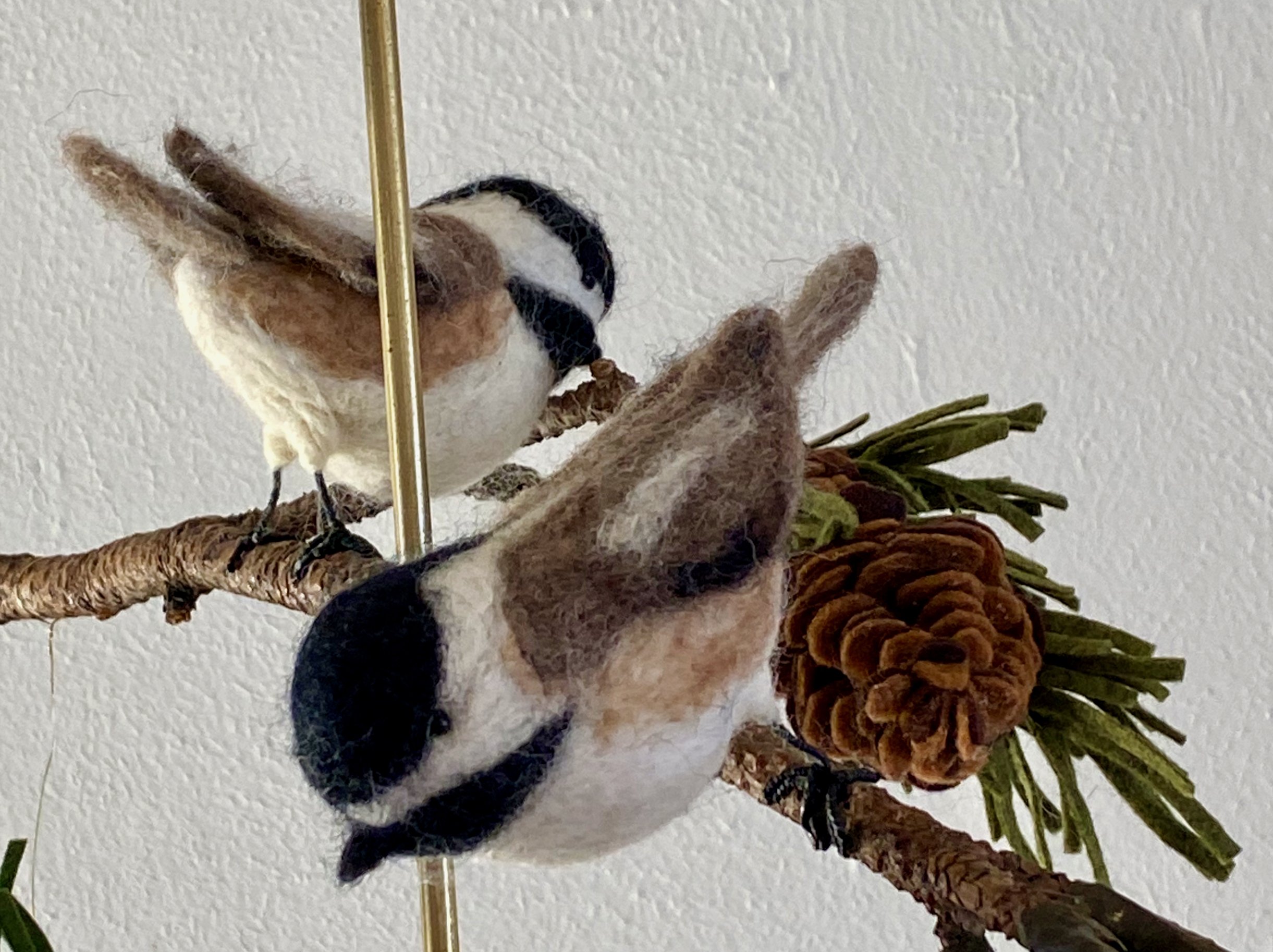 Black Capped Chickadee