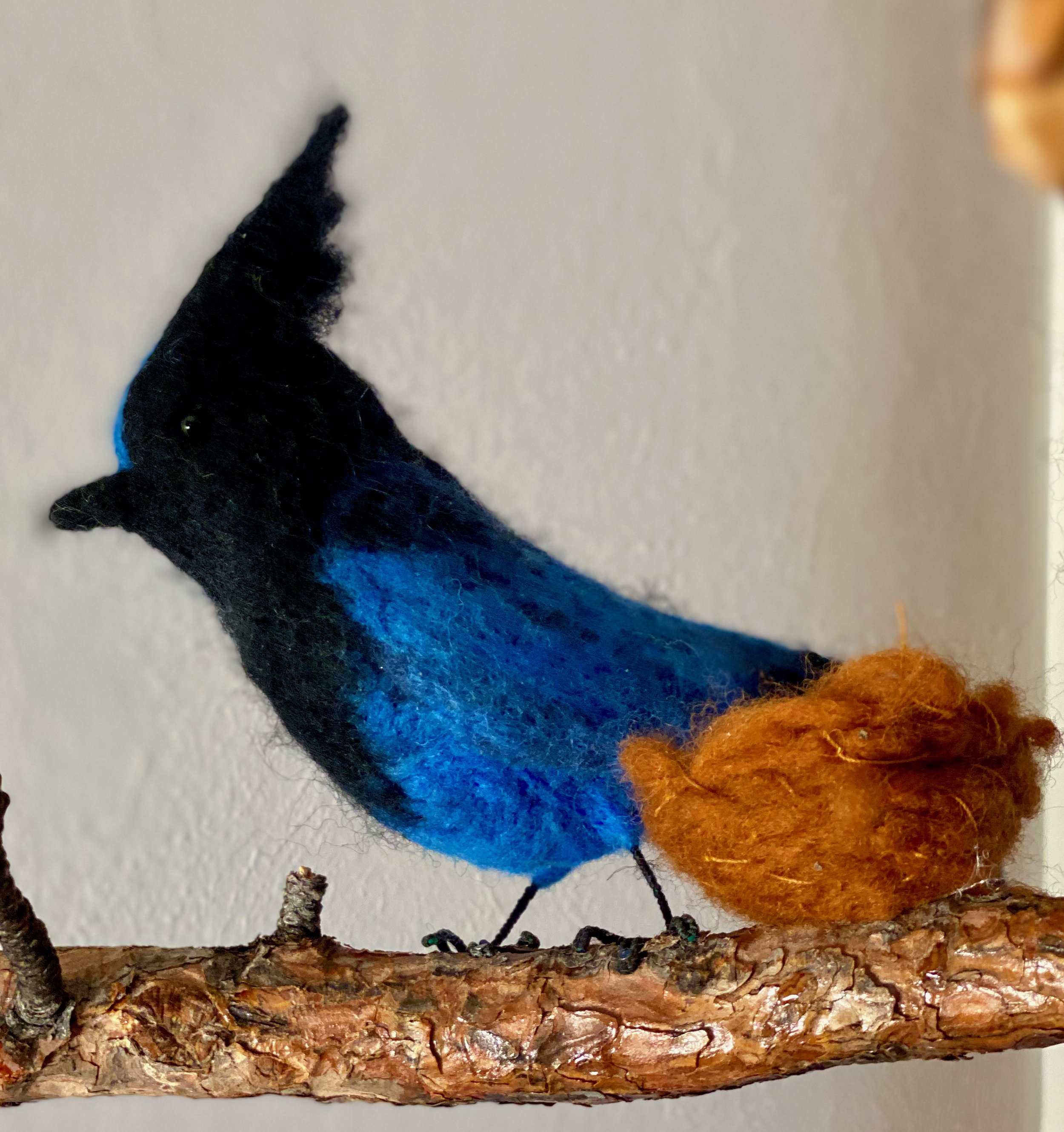 Stellar's Jay