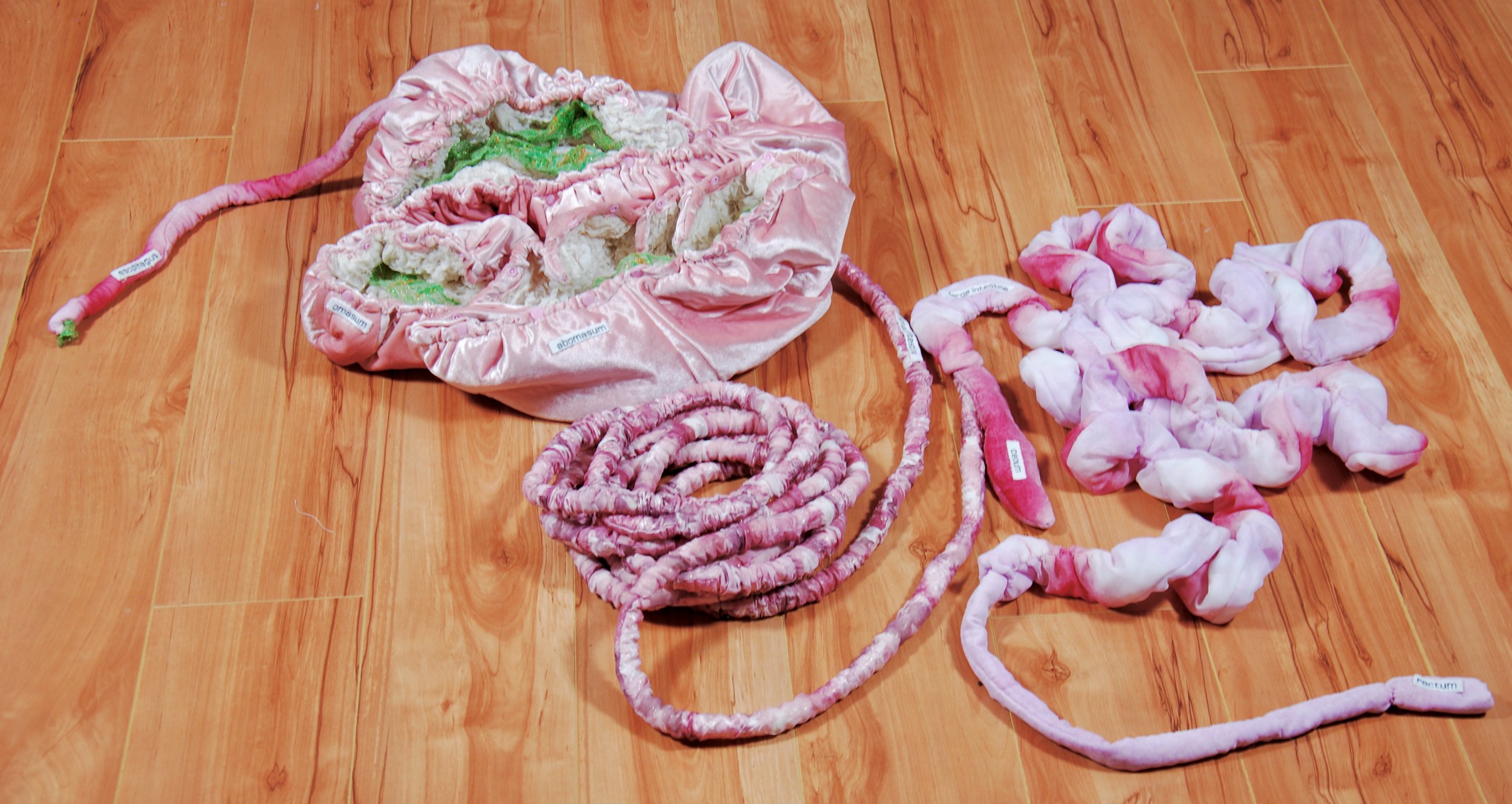 digestive system