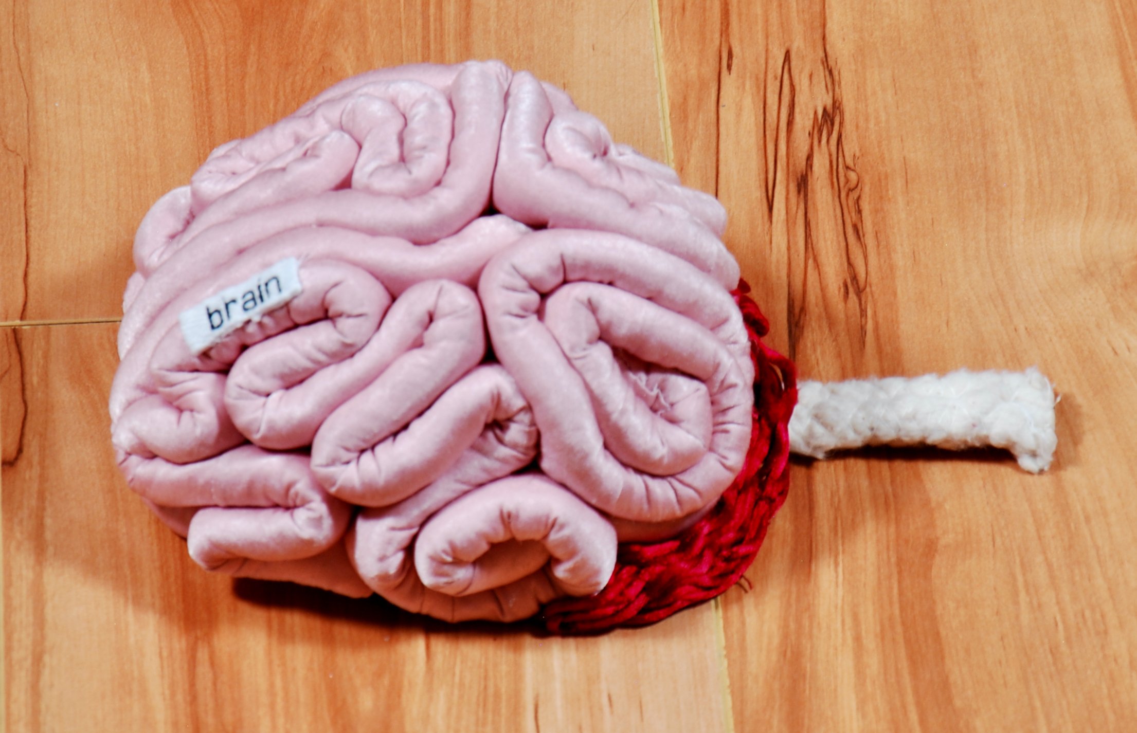 brain