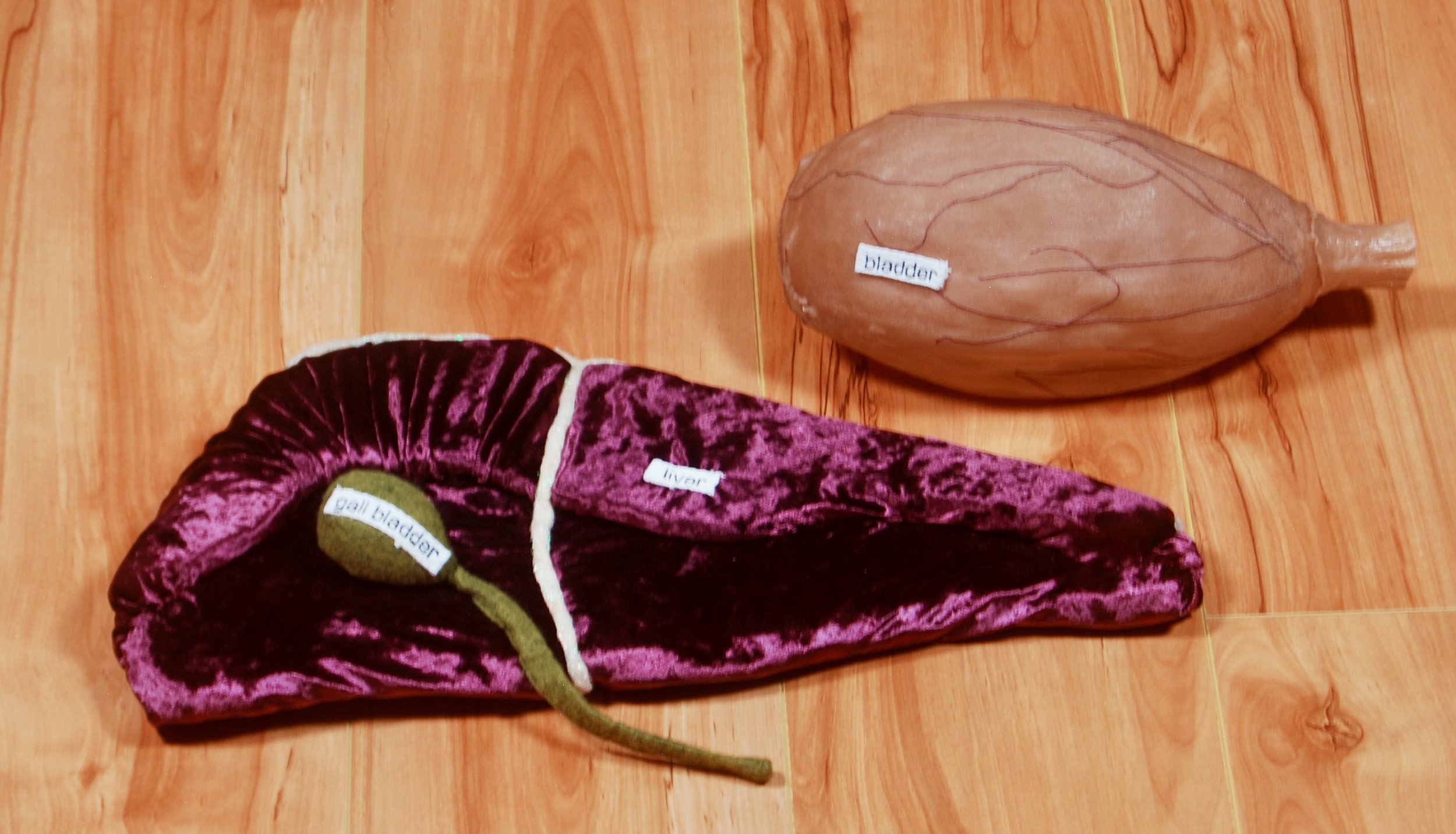 liver, bladder, gall bladder