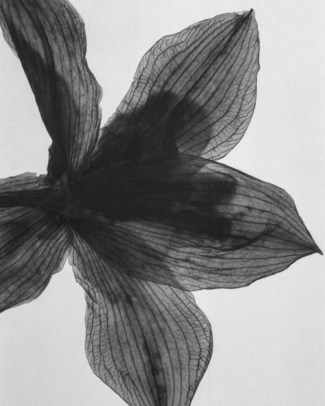 Flor en tonos negros y grises con detalles en las venas.