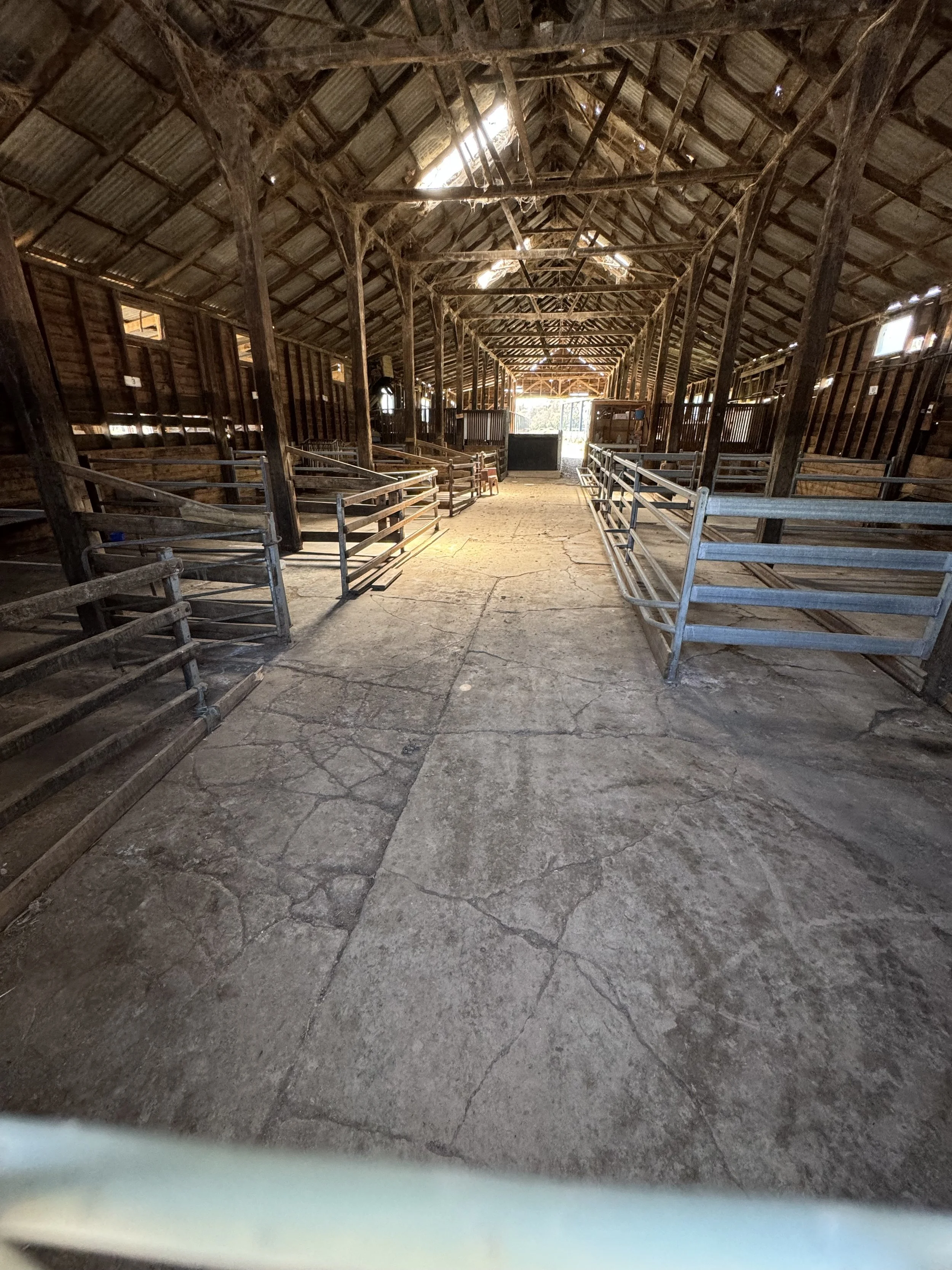Pg 4 shearing shed.jpeg