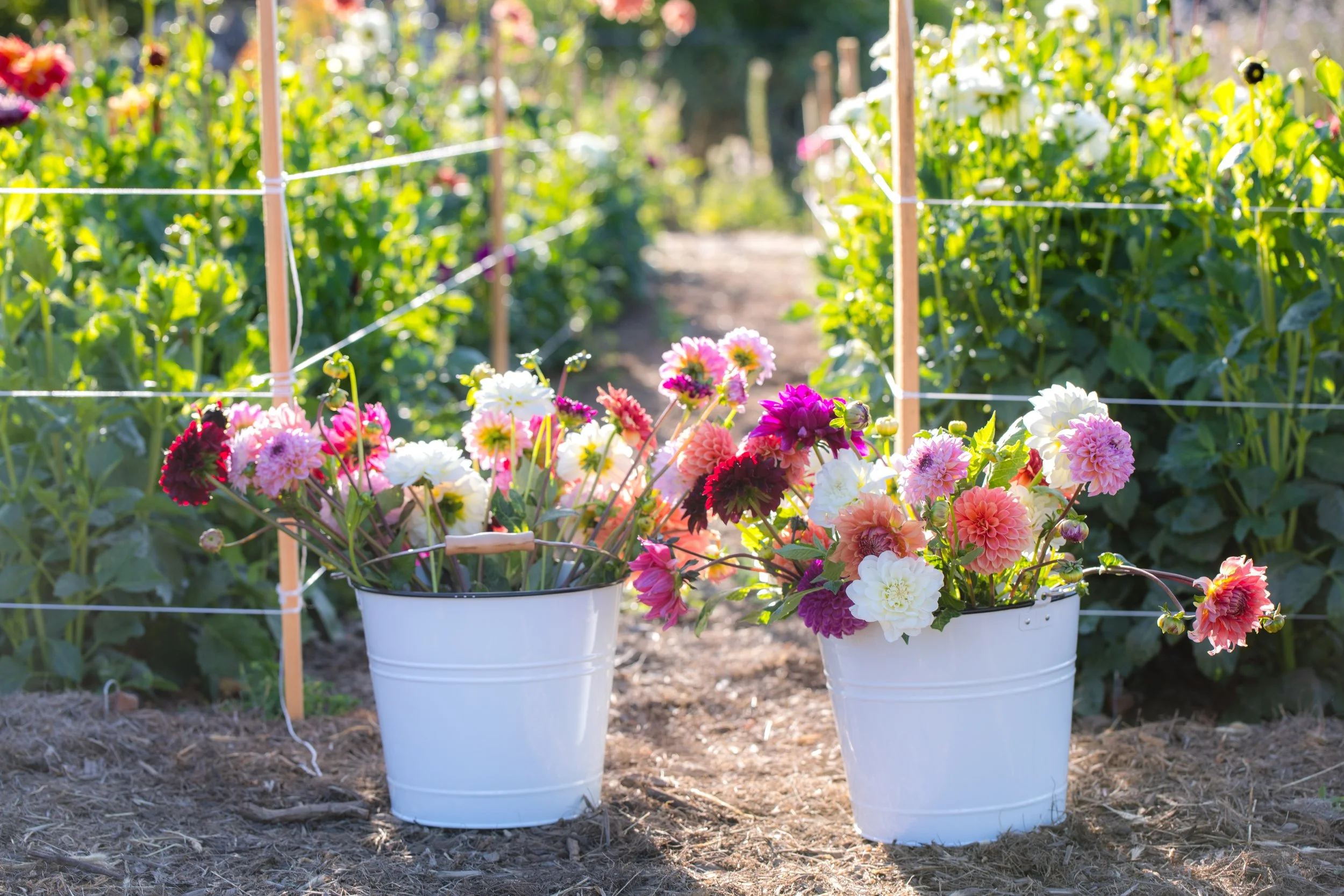 flower pic.JPG
