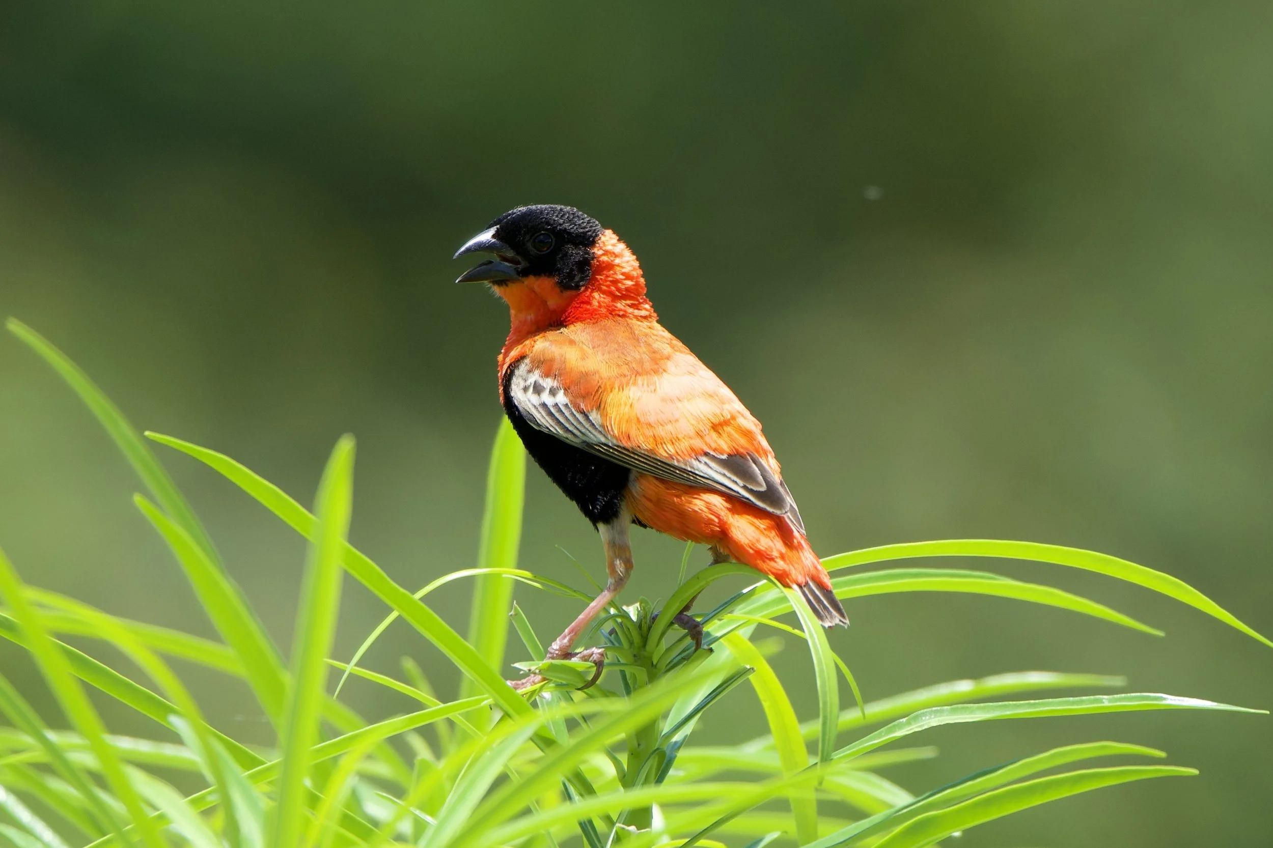 Top 10 Birds to Spot on Your Safari at Lake Albert Safari Lodge