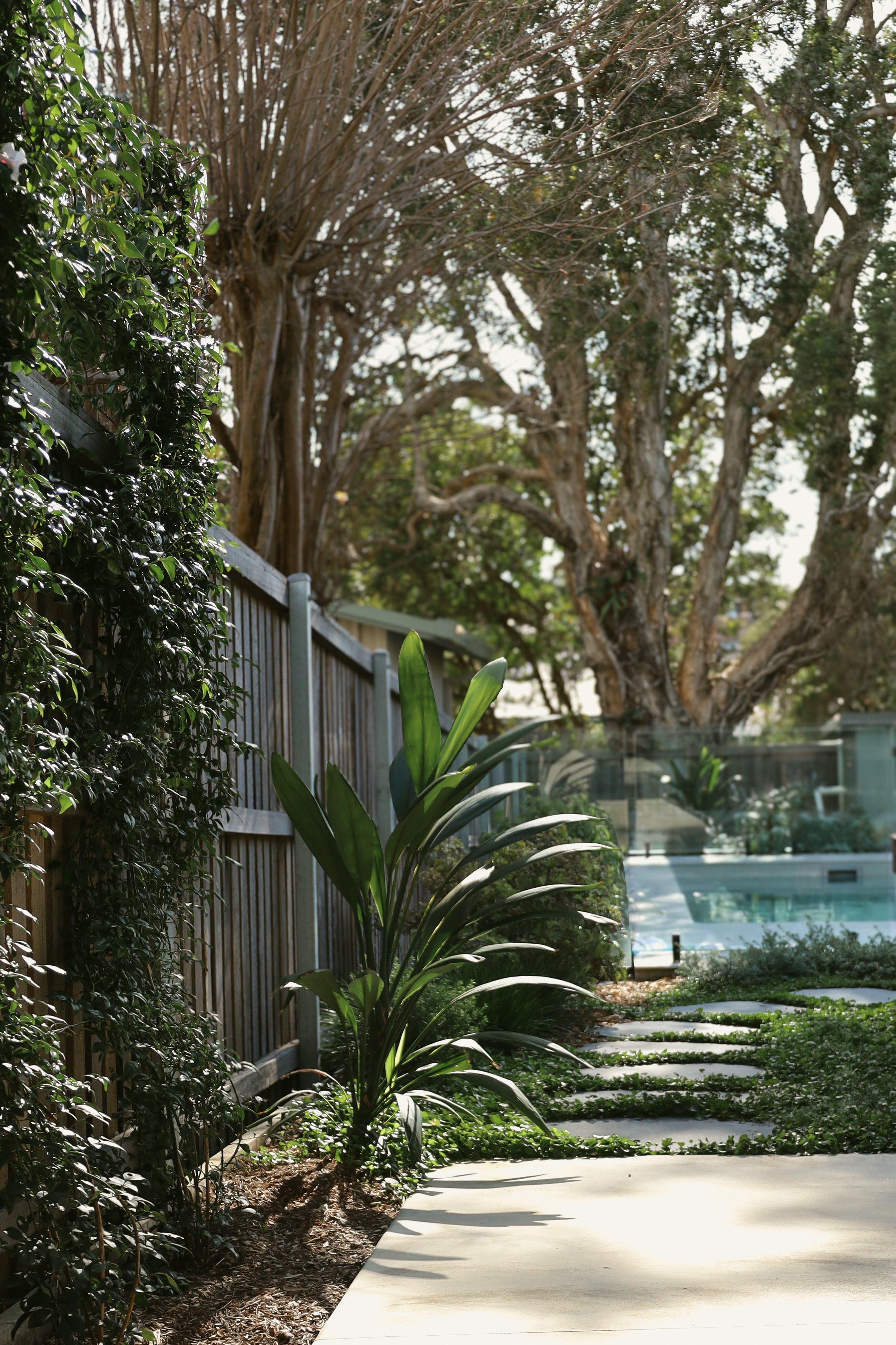 A Native Cottage Garden in Sawtell, Reimagined for the Subtropics