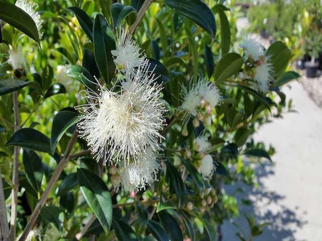 Syzygium-Select-Form-2_92149bea-d88a-40d5-a861-2125748c8856_1080x.jpg
