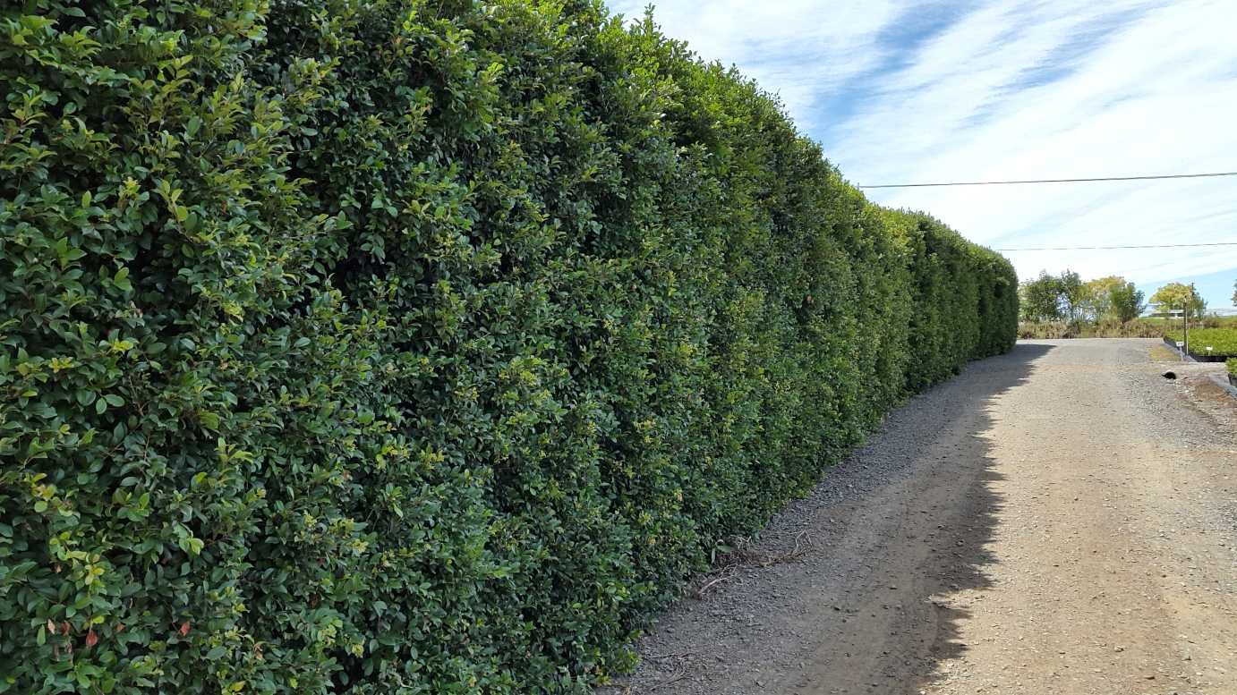 Syzygium-australe-Select-Form.jpg