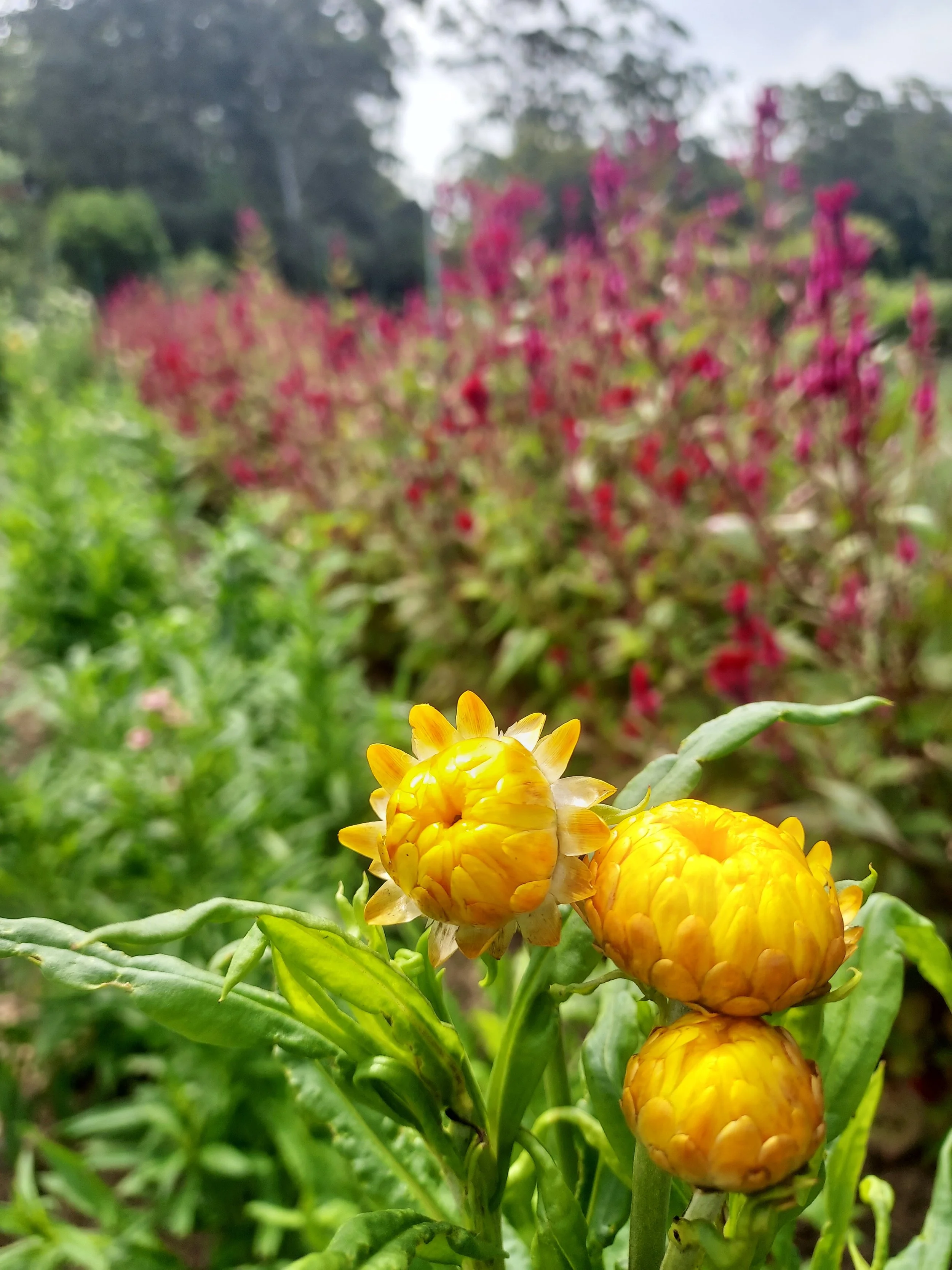 Winter Is the Best Time to Plan Your Native Garden