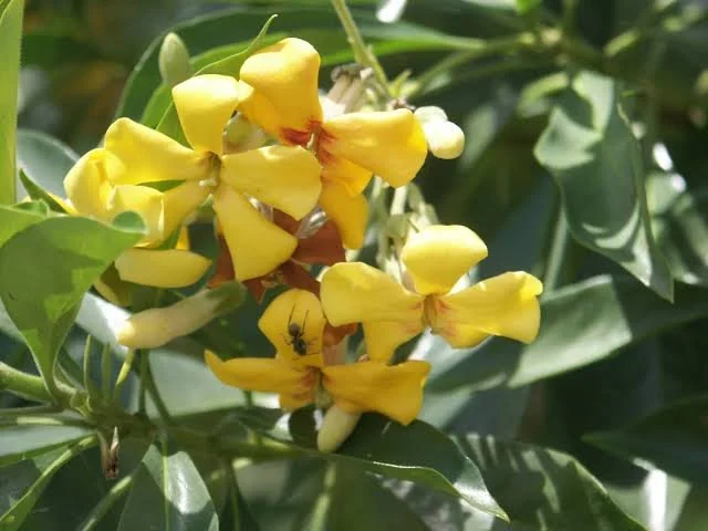 Hymenosporum flavum Native Frangipani.jpeg