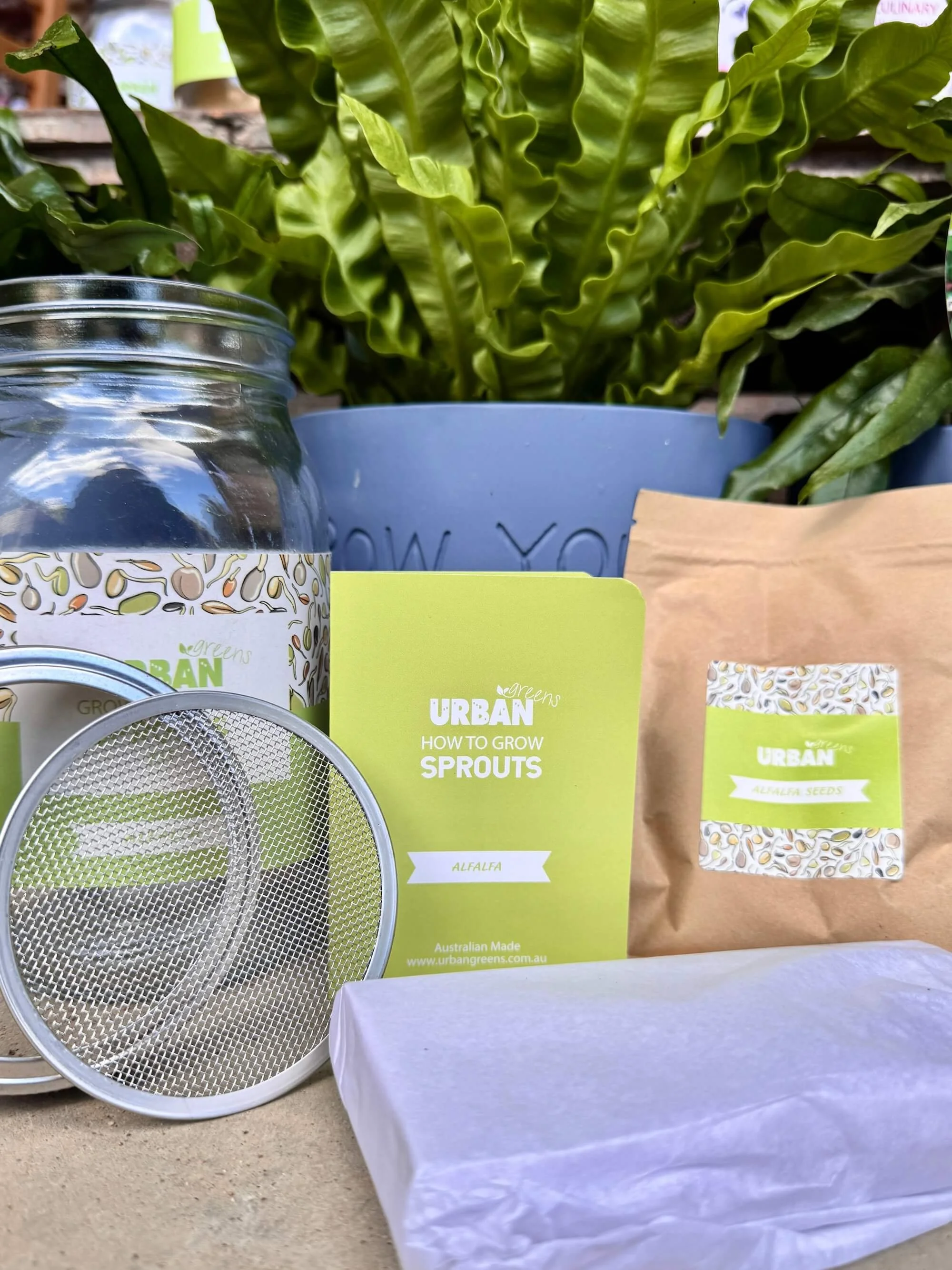 Alfalfa Sprouts Growing Jars