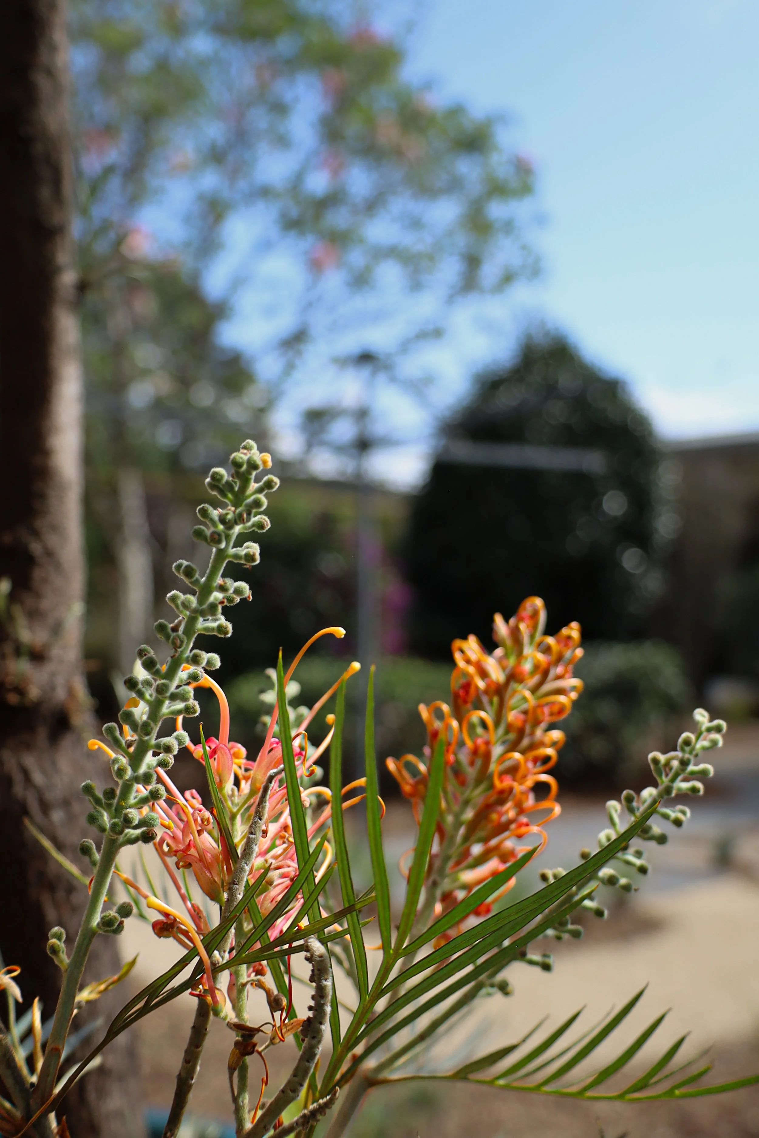 IMG_9979.JPG