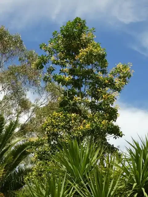 Hymenosporum flavum Bonville Nursery.webp