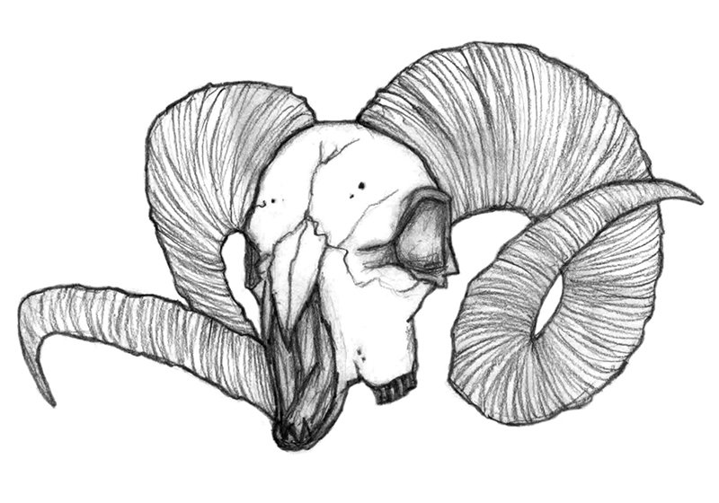 Ram Skull.jpg
