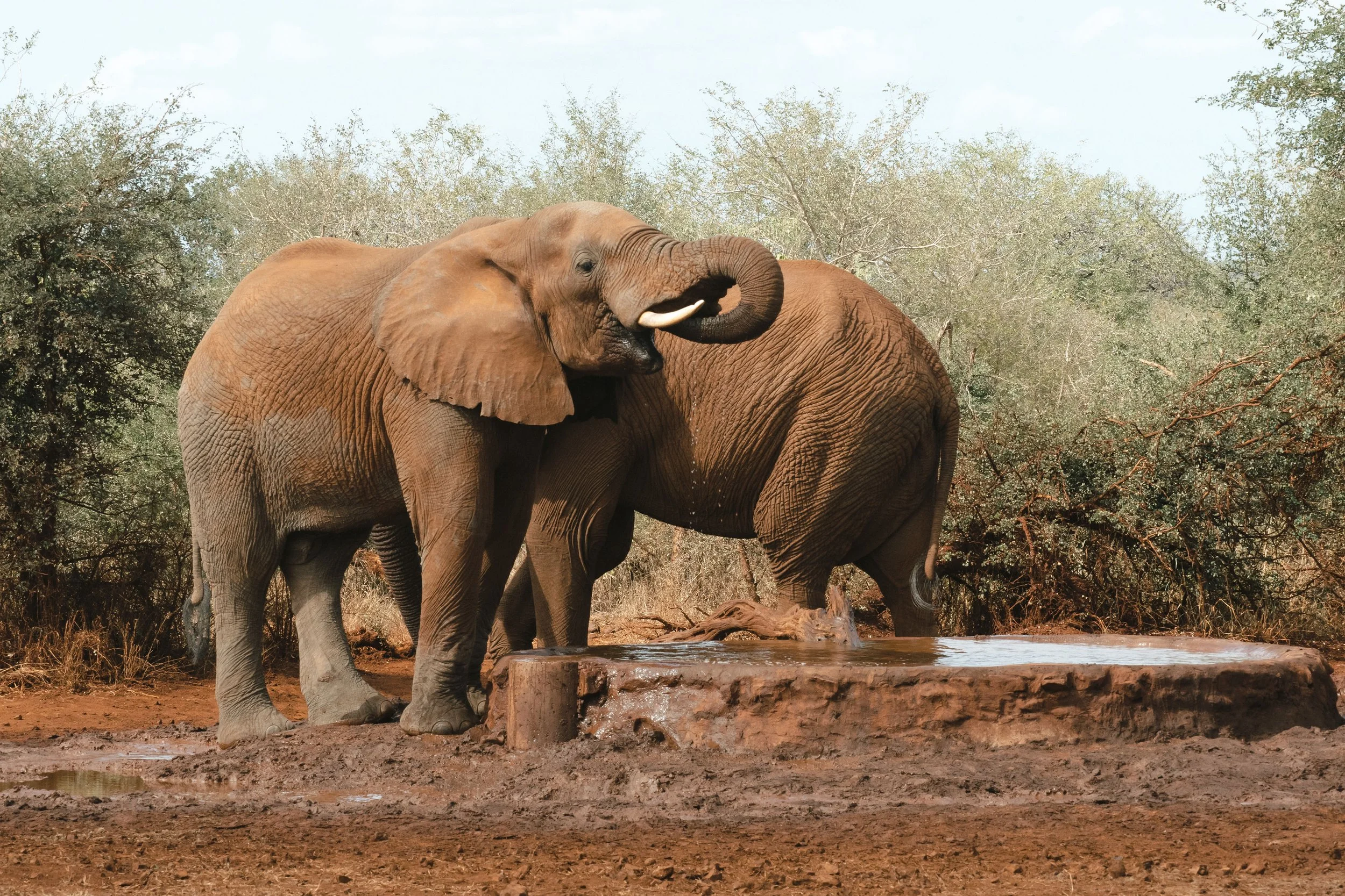 Two elephants near a waterhole in a dry, wooded landscape, with one elephant spraying water with its trunk.