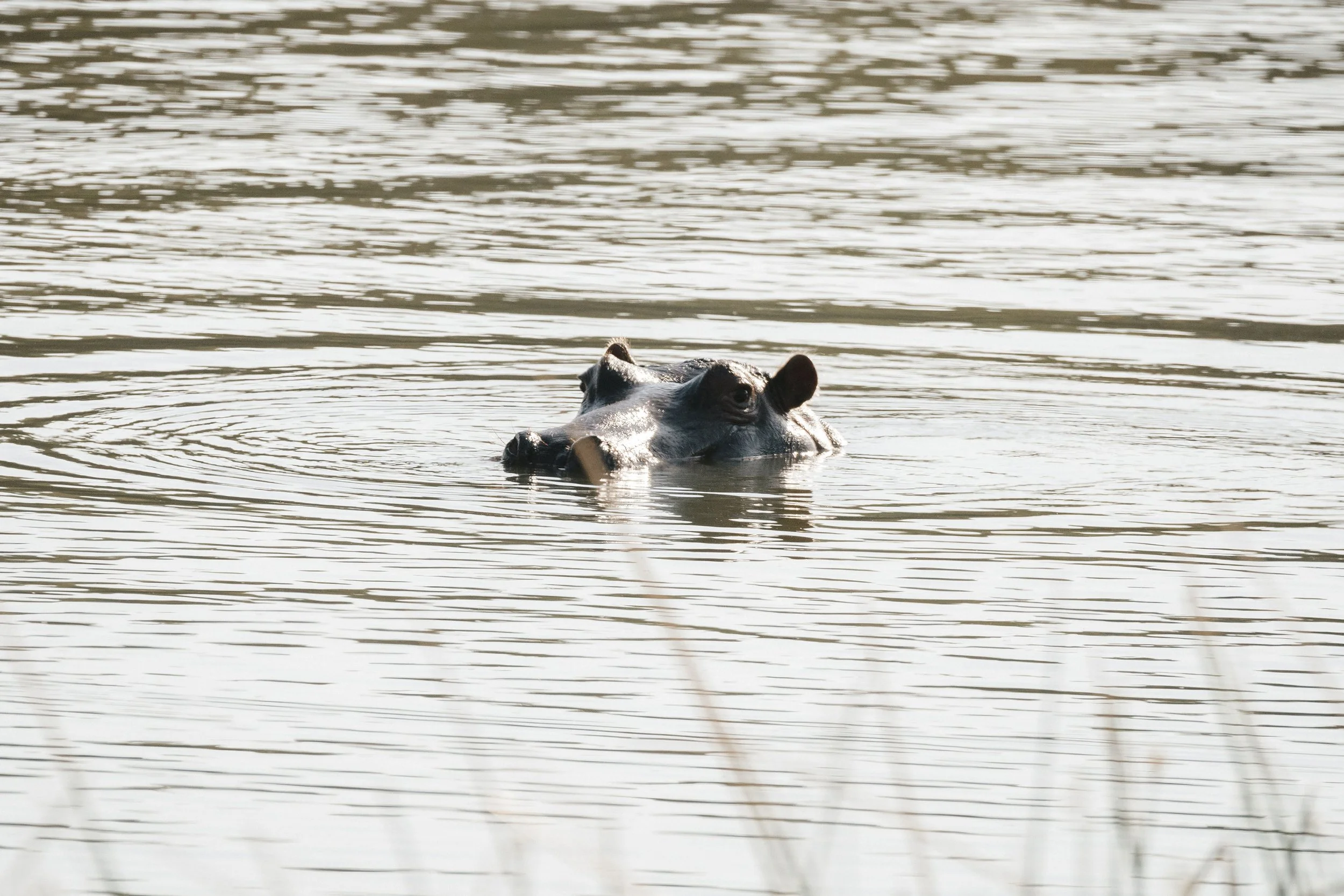 A hippopotamus partially submerged in a body of water, with only its head visible above the surface.
