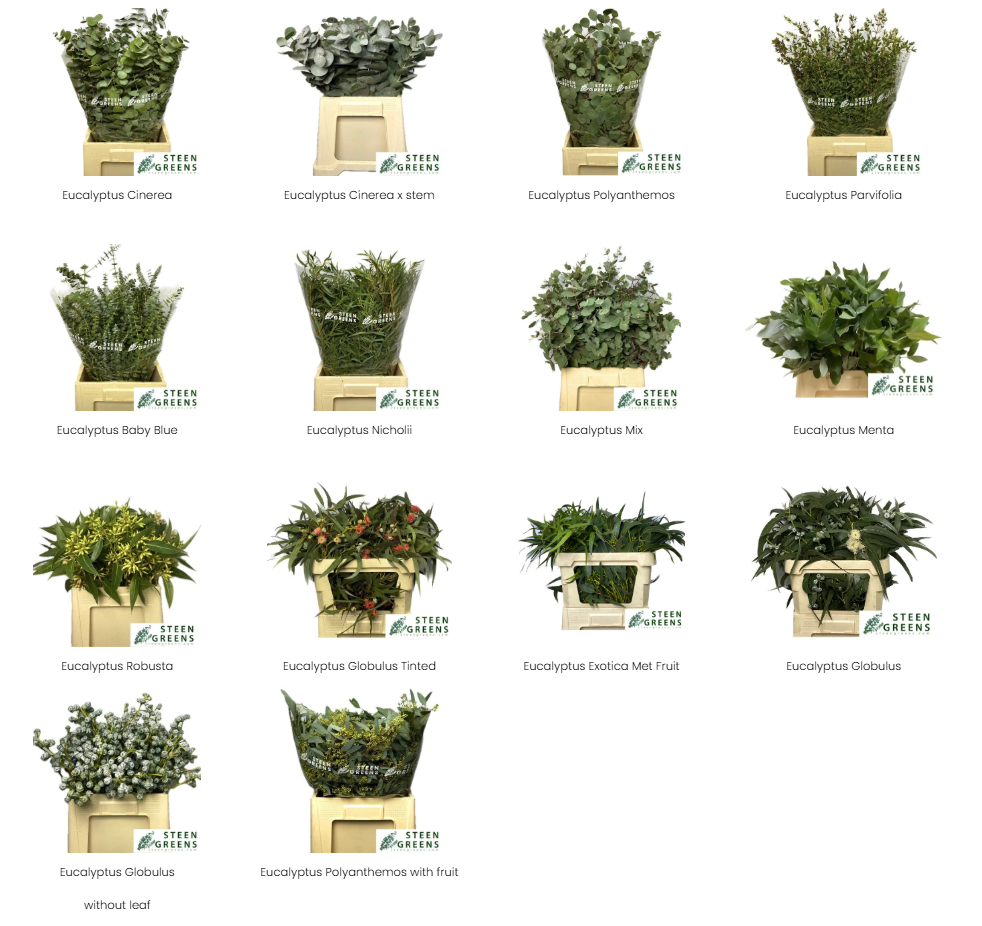 Which type of eucalyptus lasts longer?