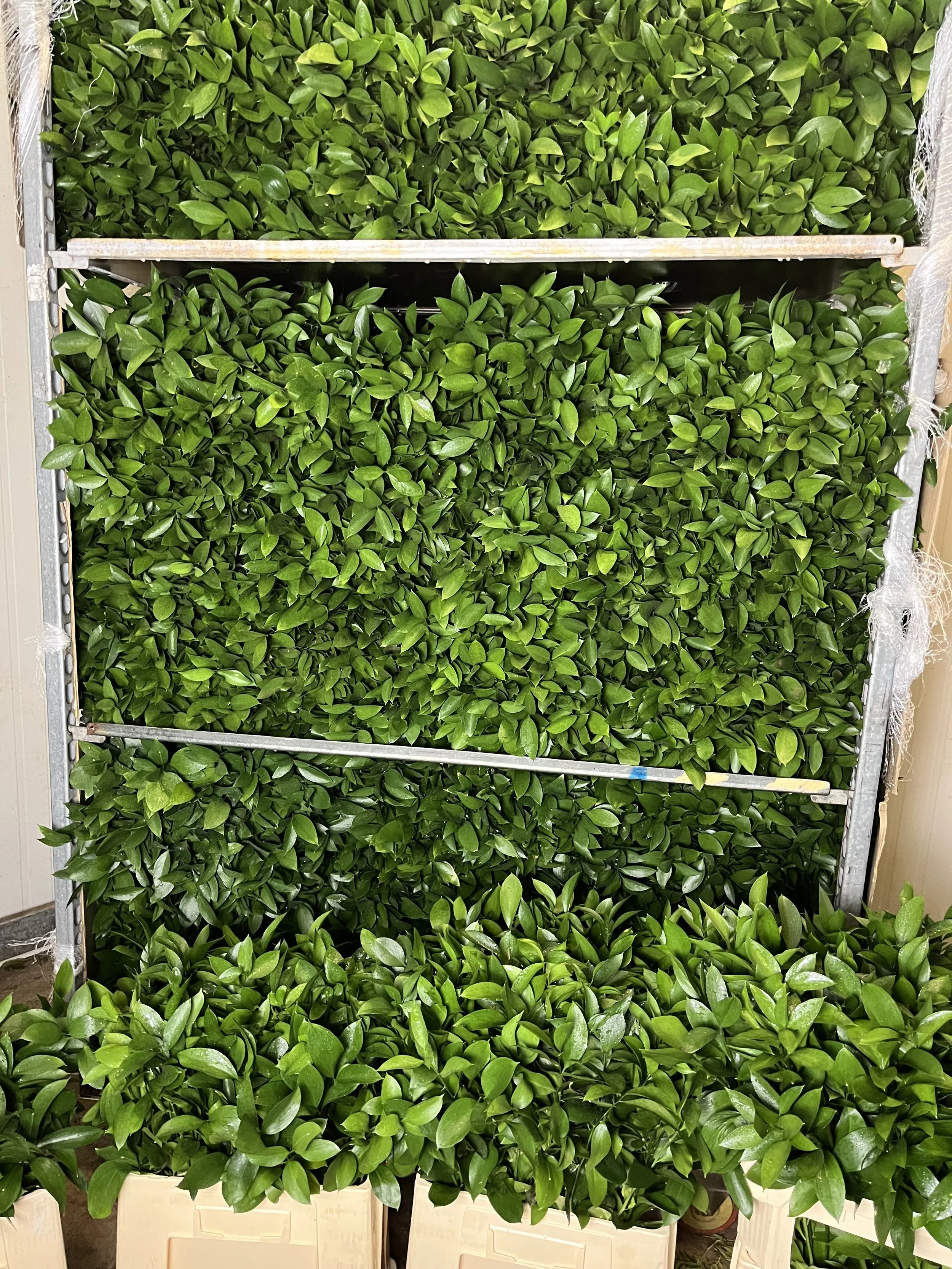 Ruscus hypophyllum