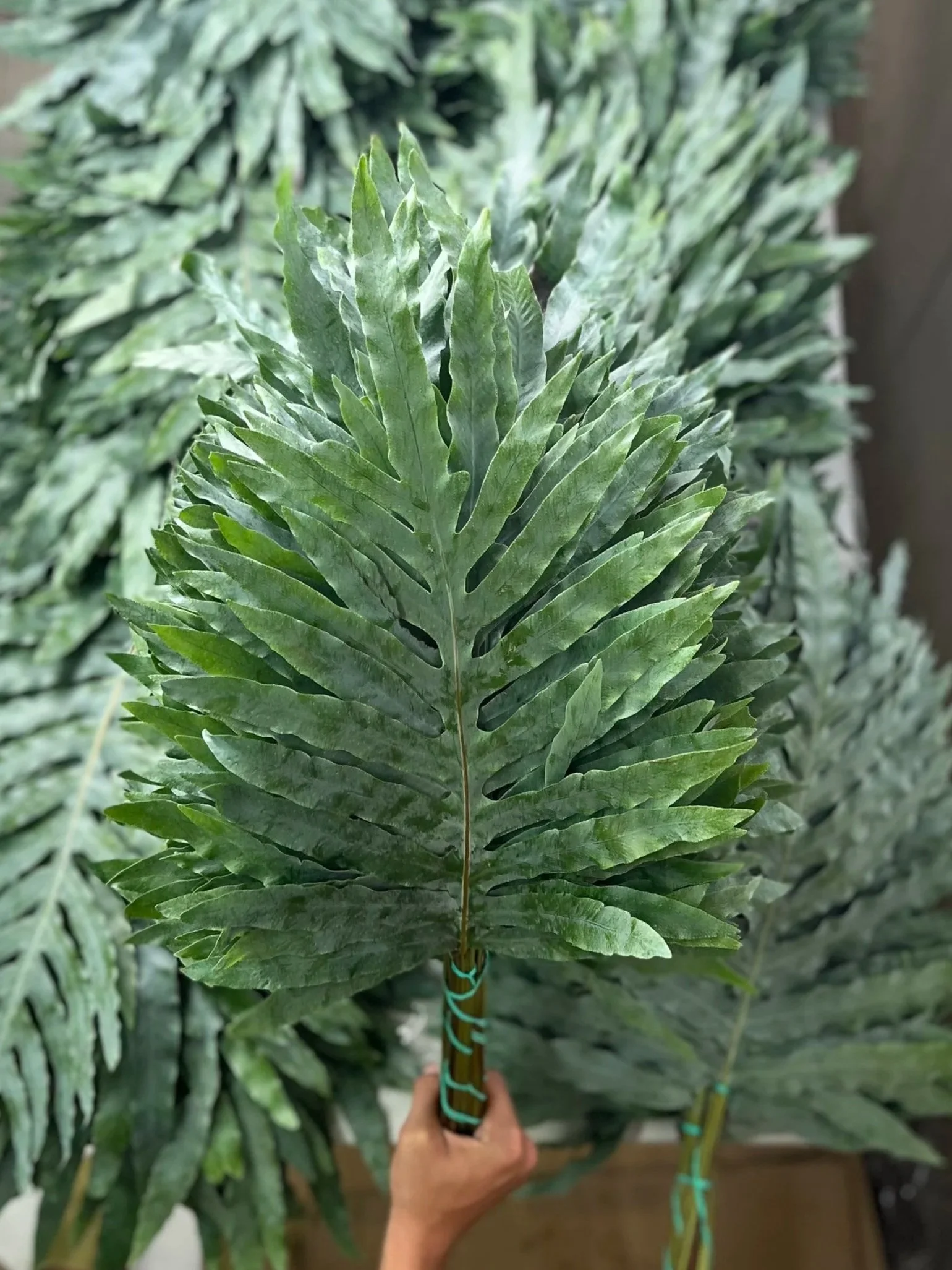 Phlebodium: Distinctive Ornamental Green