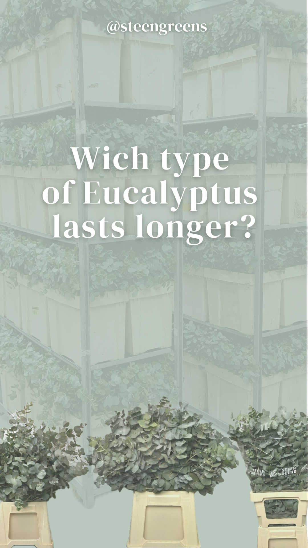 Which type of eucalyptus lasts longer?
