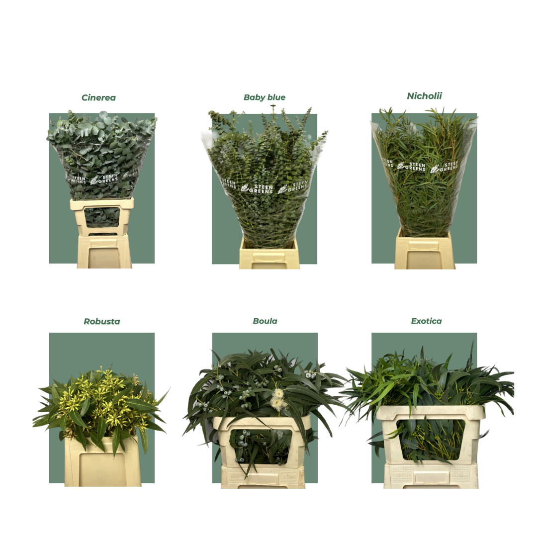 Eucalyptus for Every Season:
