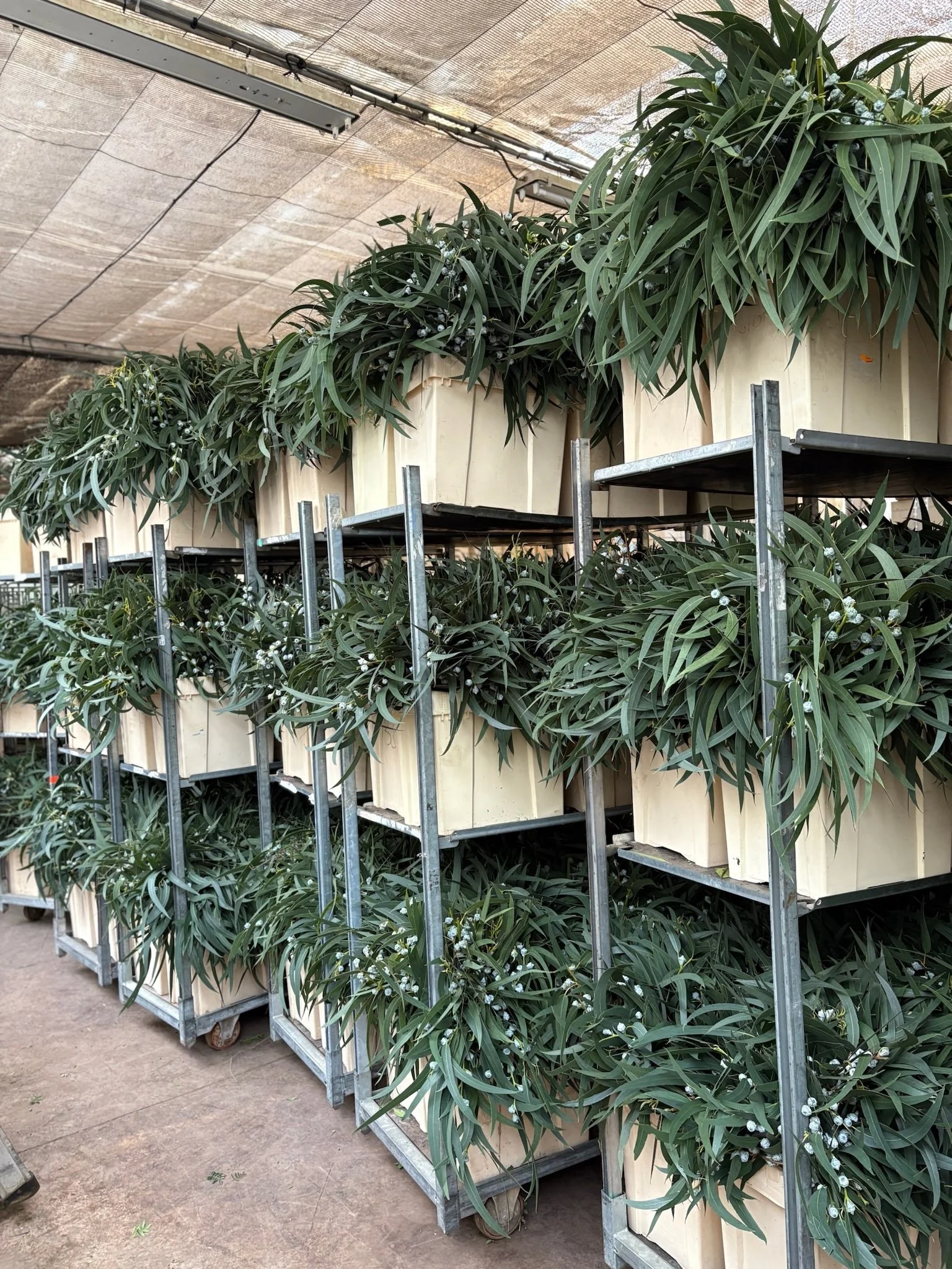 Eucalyptus Boula