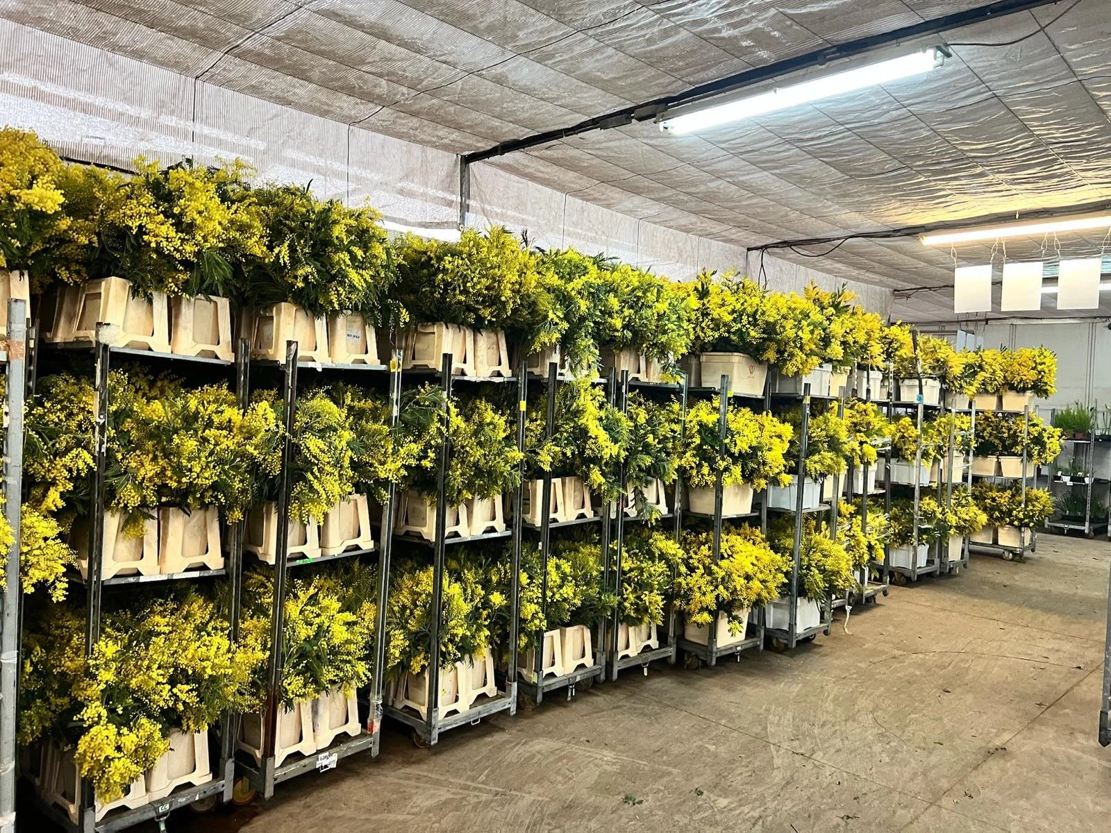 Why Mimosa Is So Popular in Season